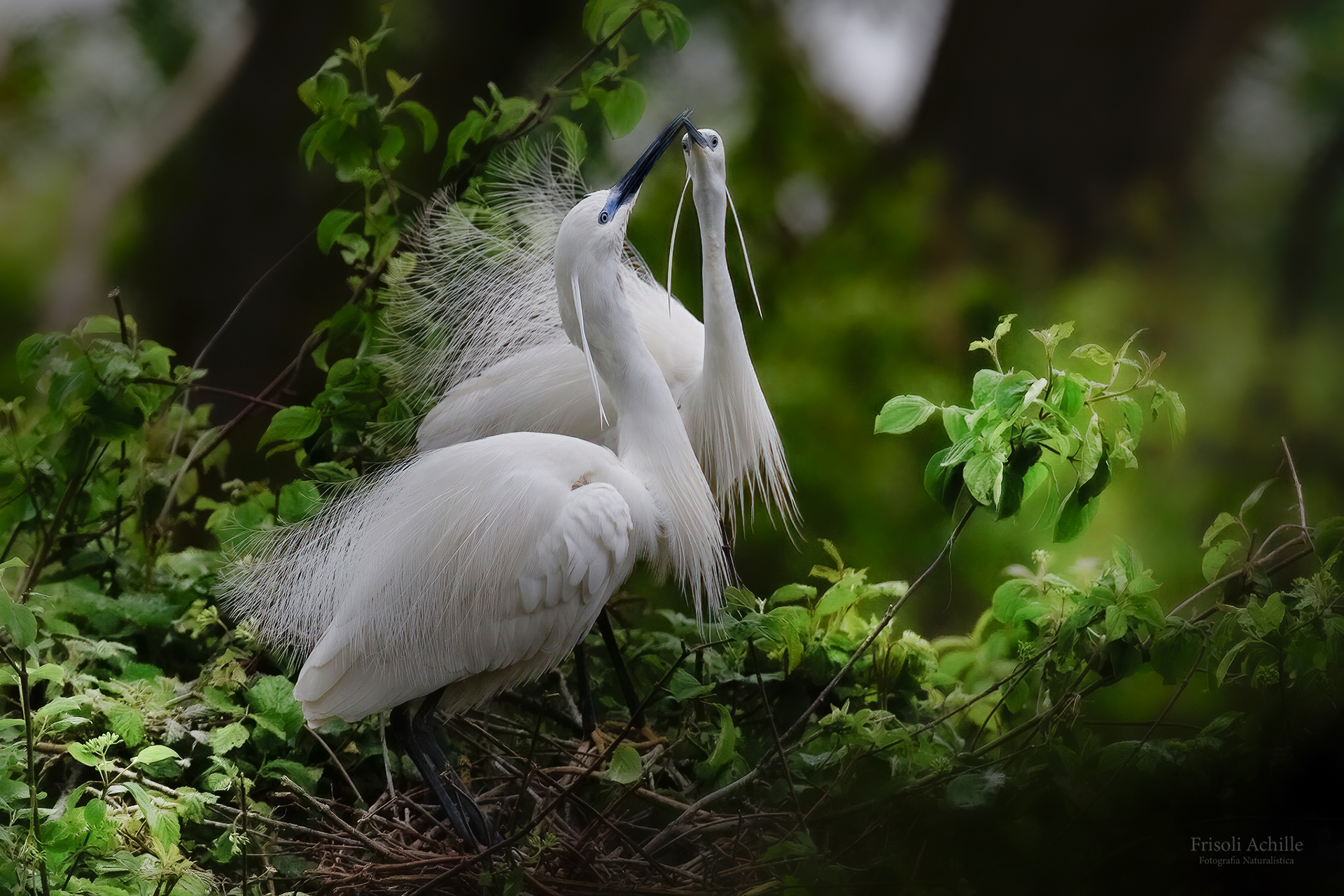 Egrets
