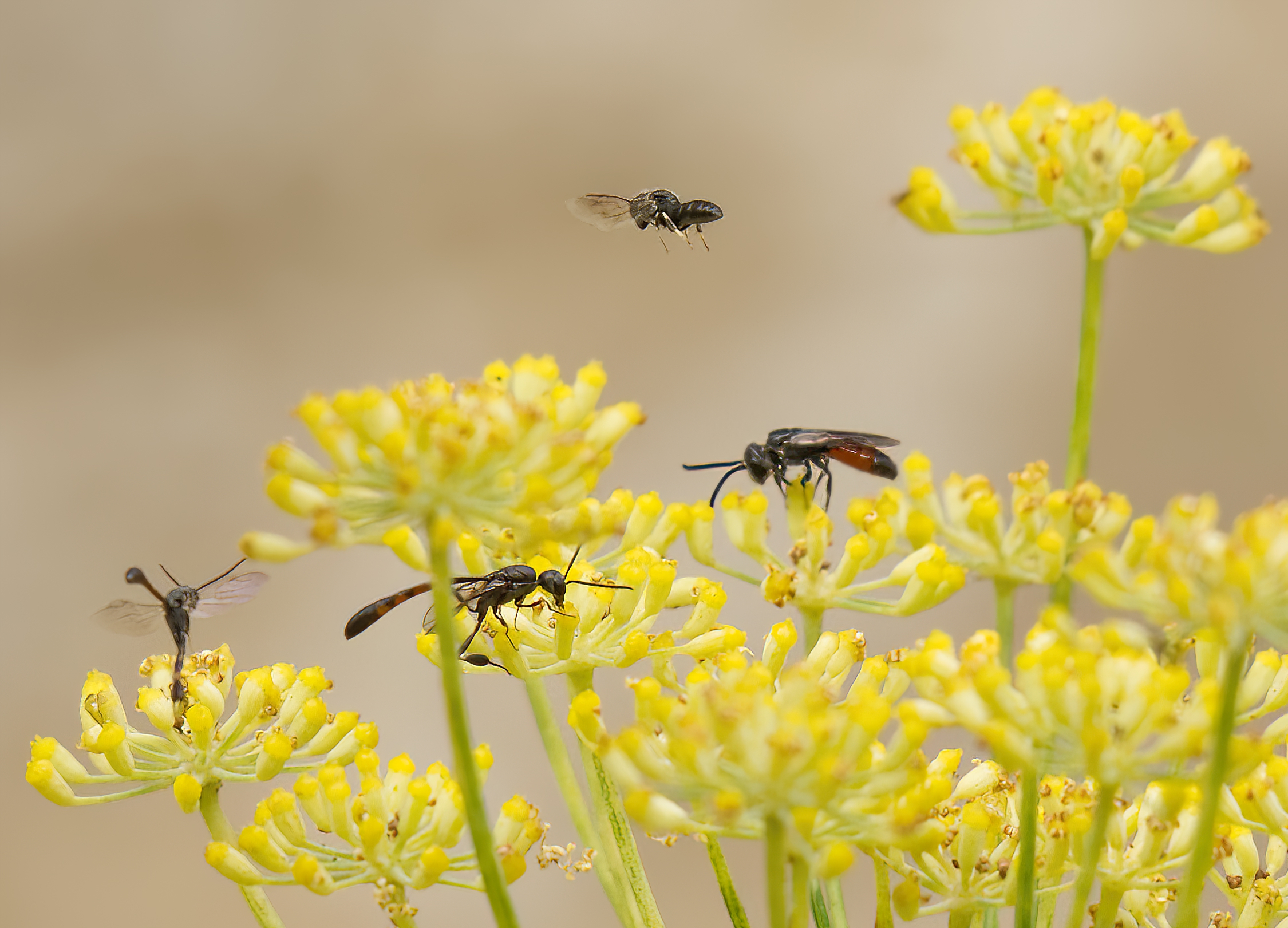 Movimento sul finocchietto