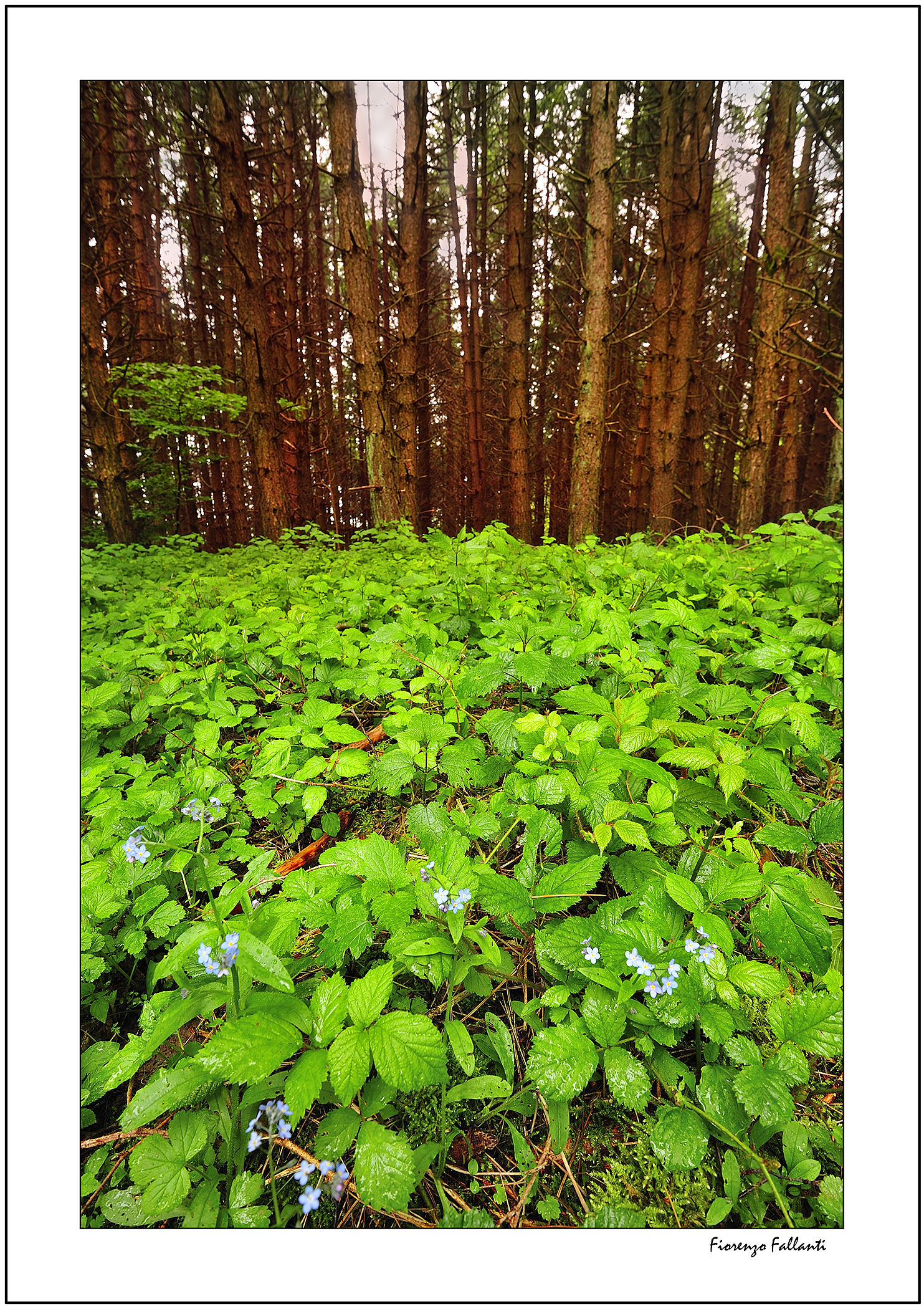 ..sottobosco..