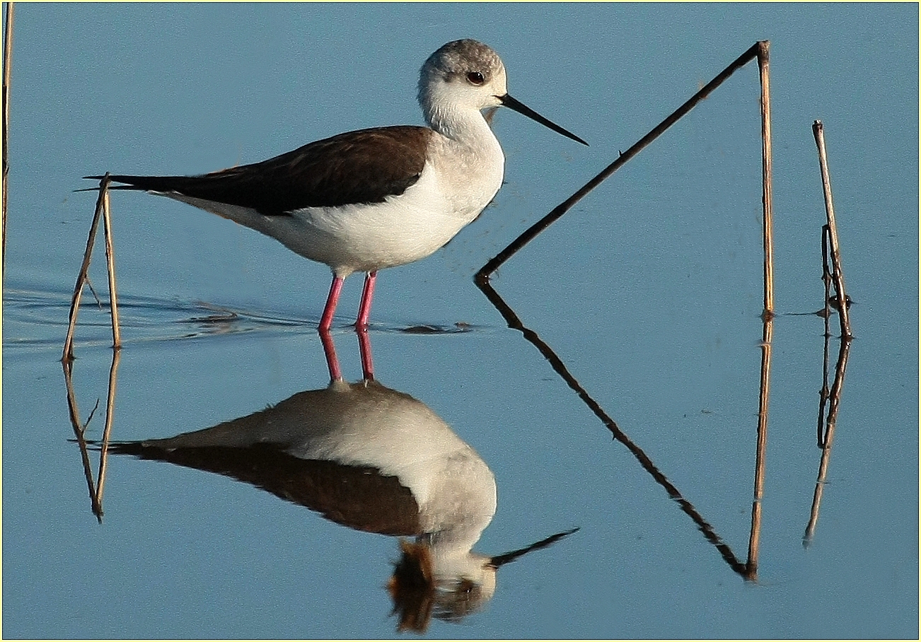 '' Cav. d'Italia with geometric reflections ''