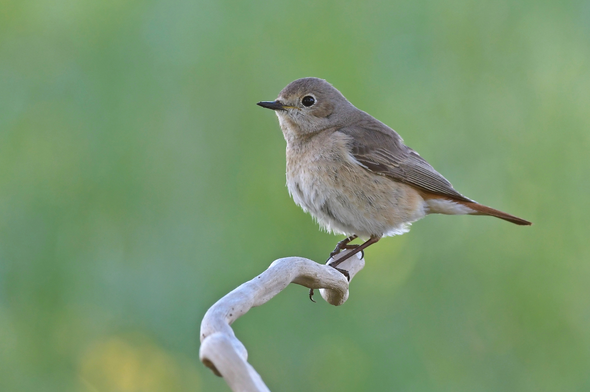 Female common redstart