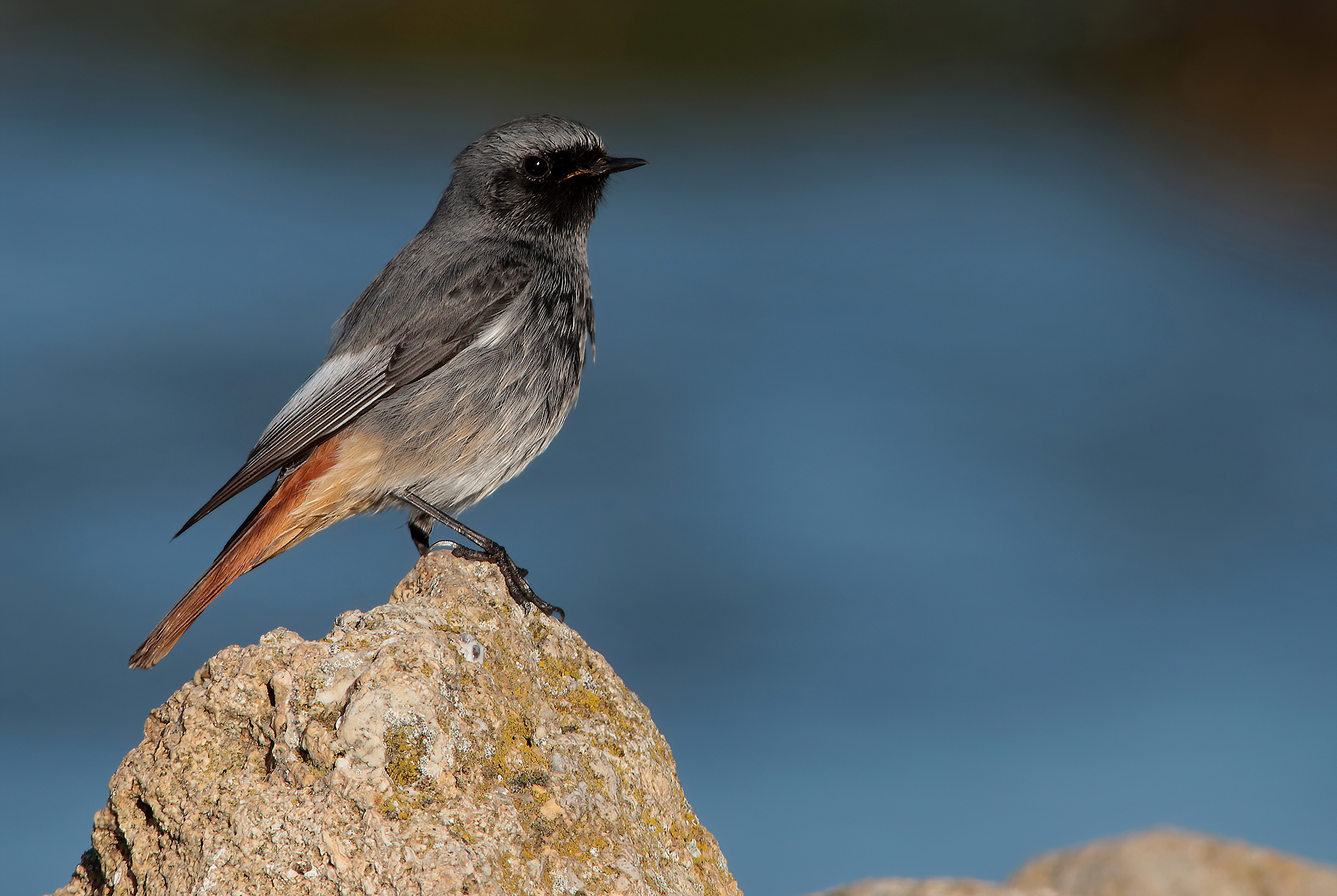 Codirosso spazzacamino (m) al mare