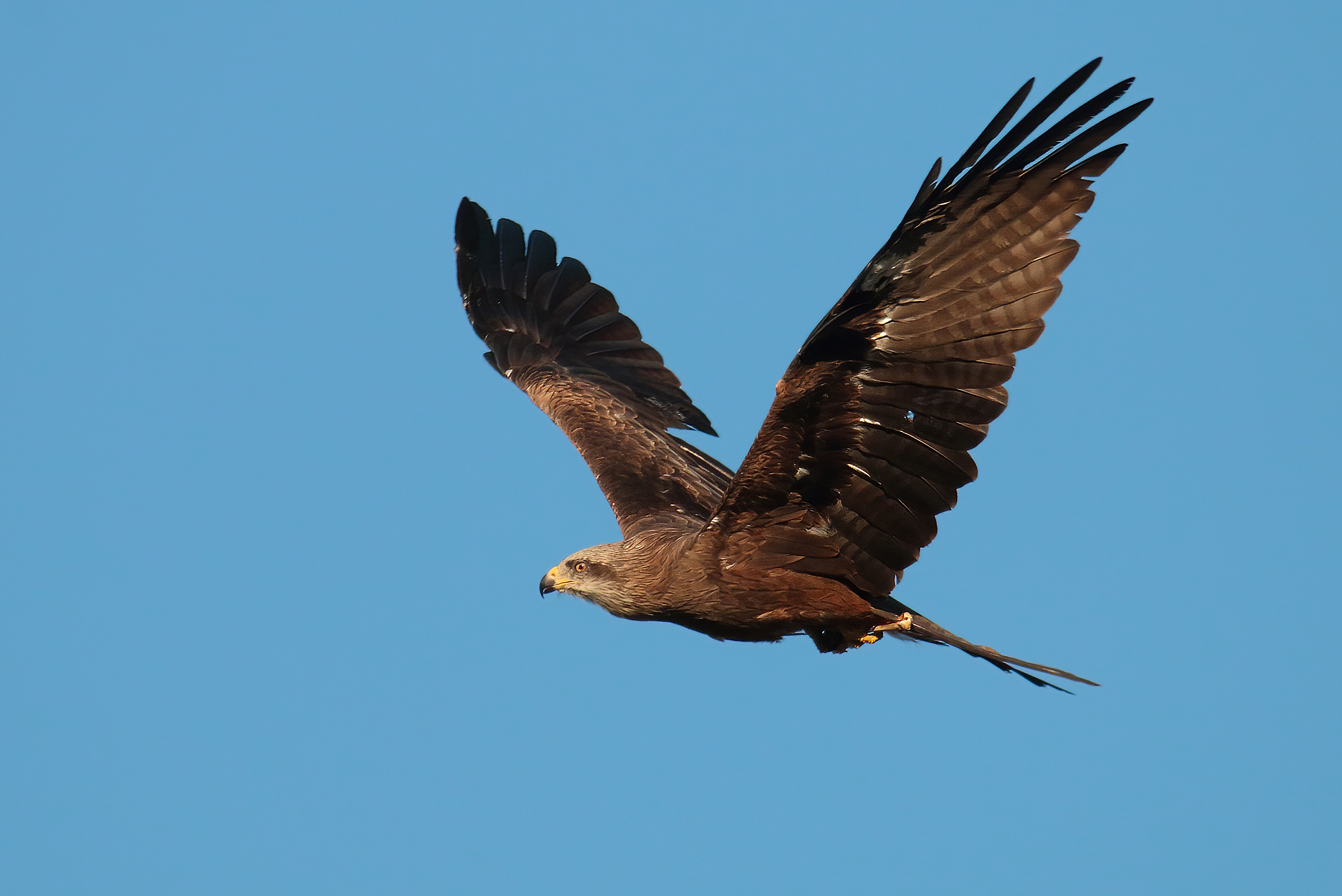 Nibbio bruno in pieno battito