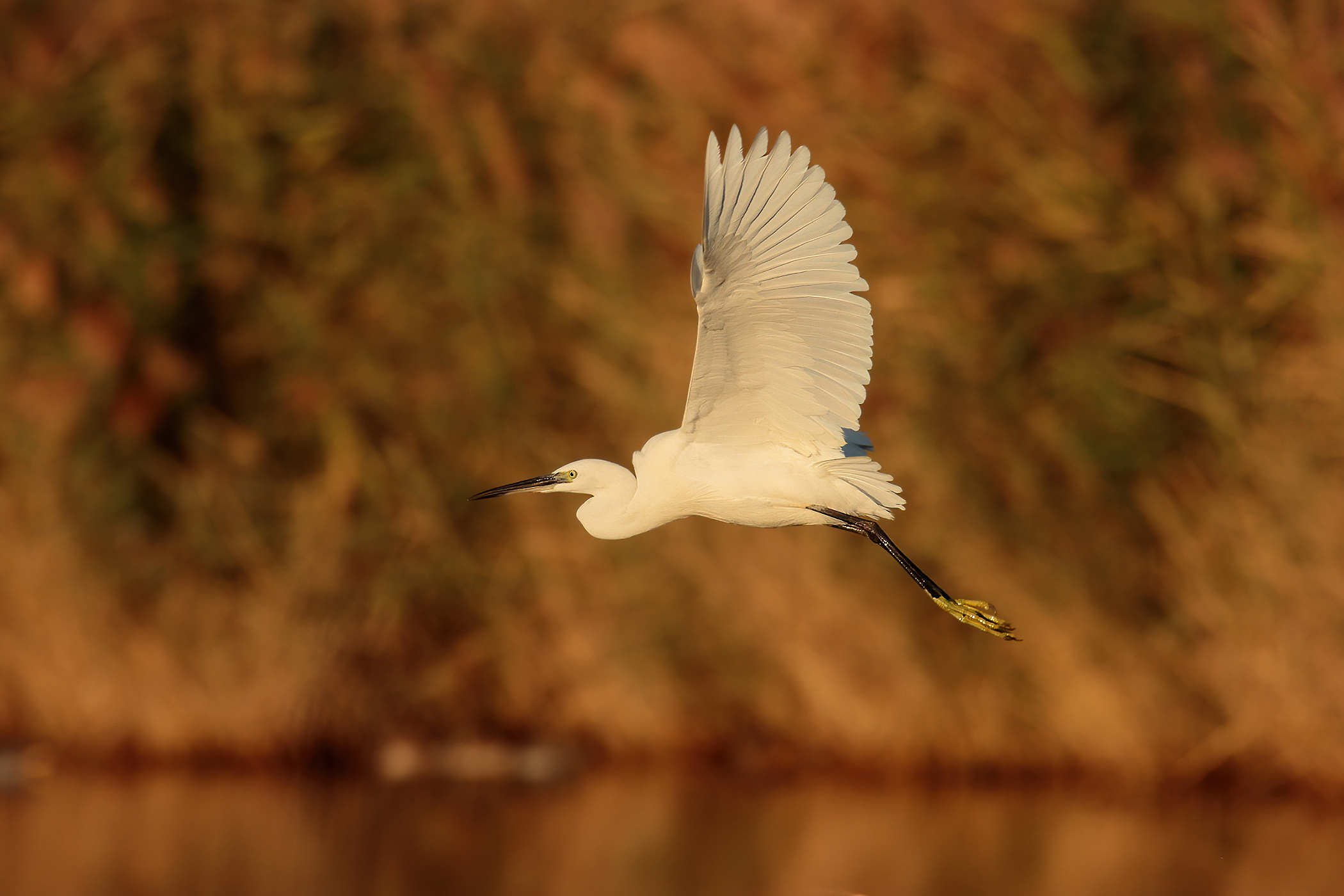 Egret in flight at the first rays of sunshine