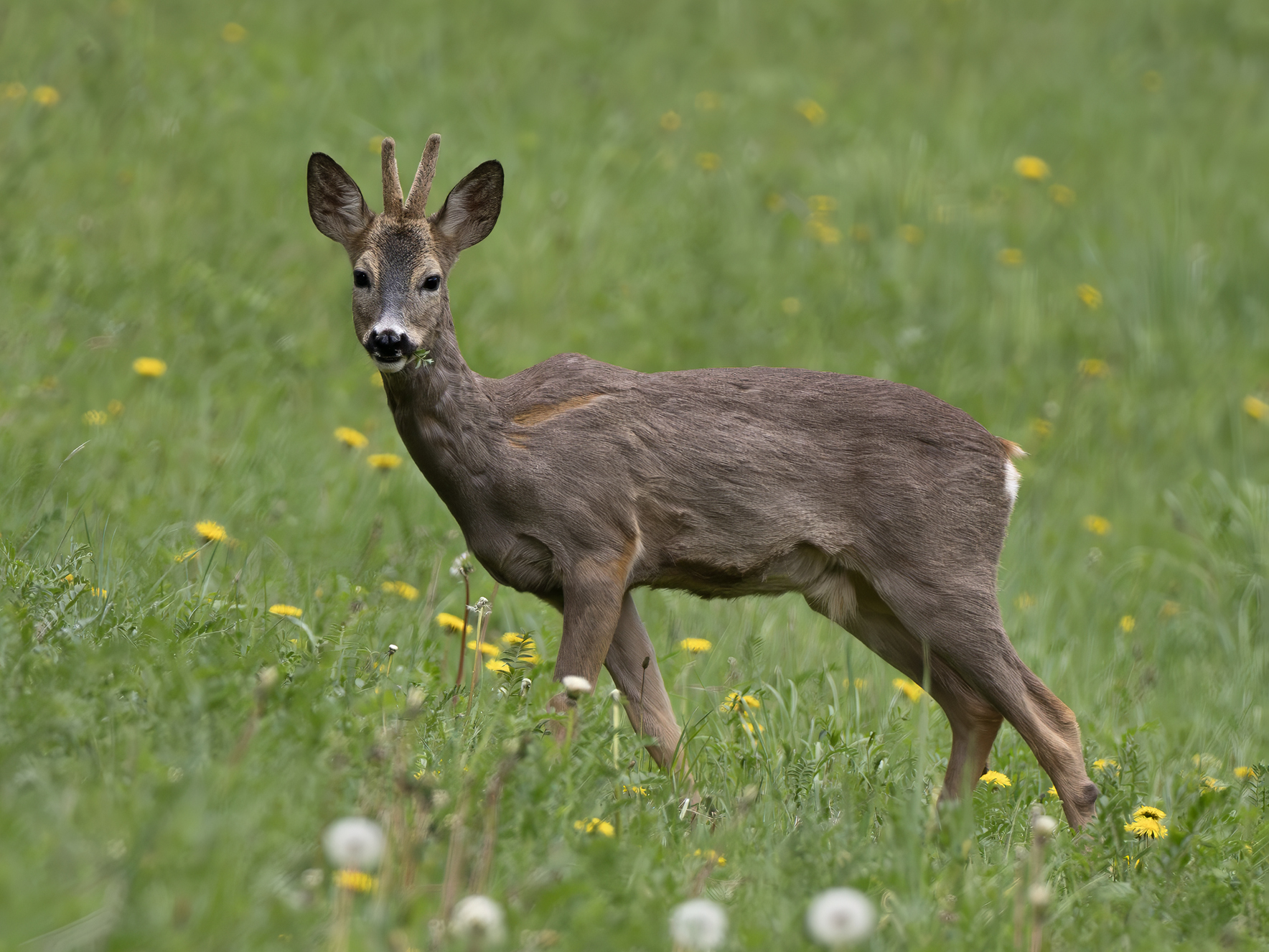 Roe deer