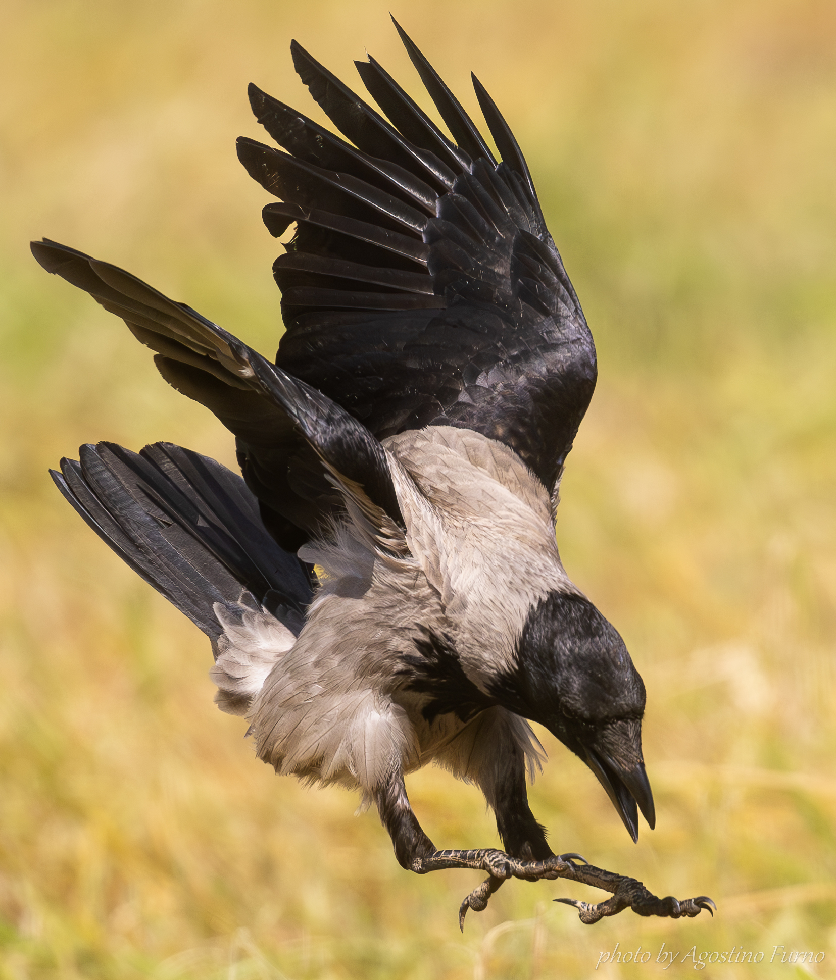 Hooded crow