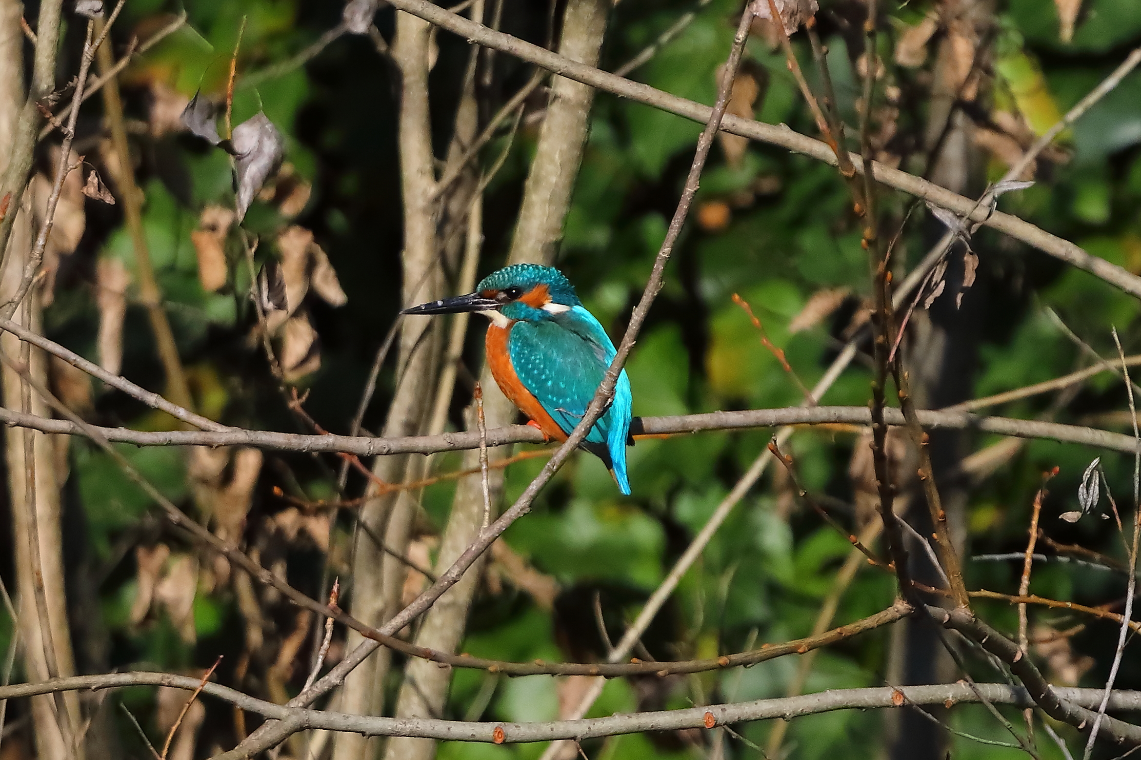 Kingfisher M 13 February 2024 - 0052