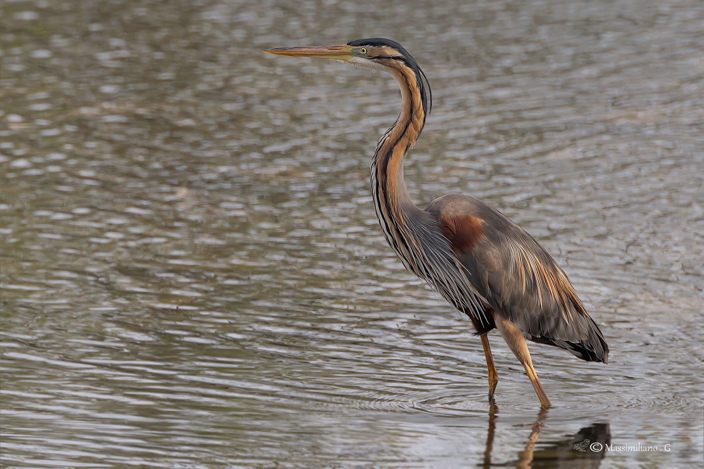 Purple heron