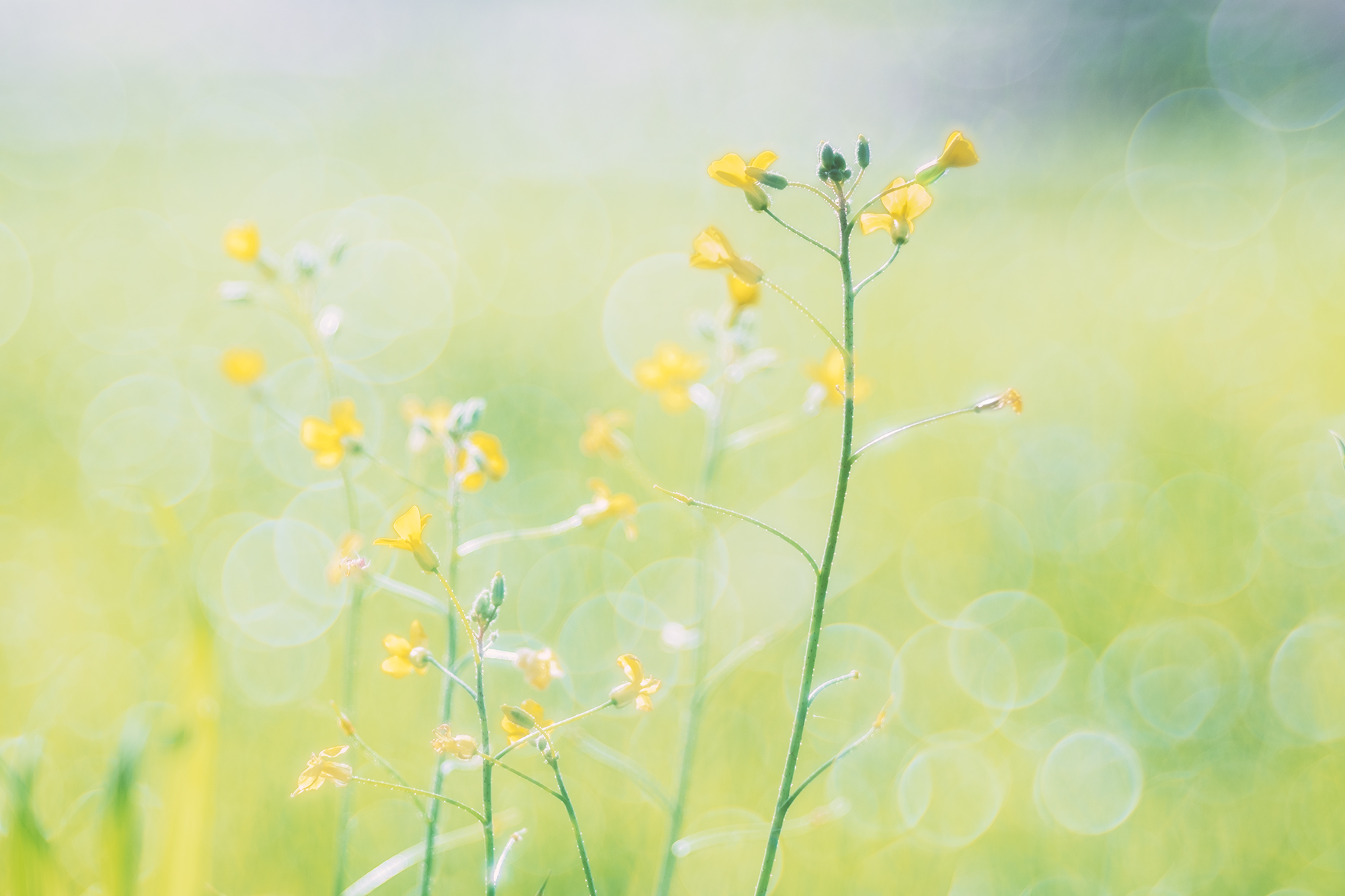 Sussurri primaverili