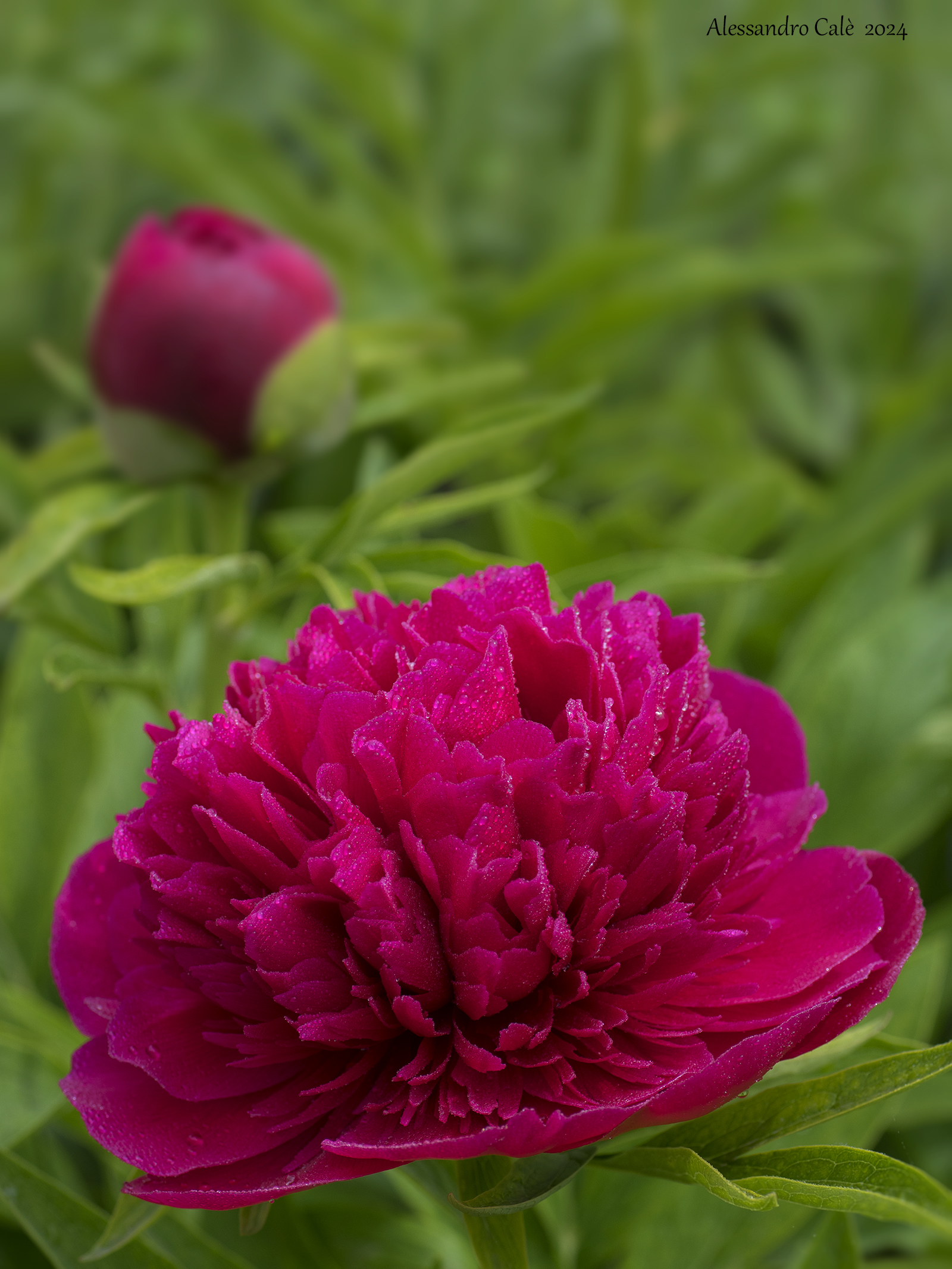 Peonia 9327