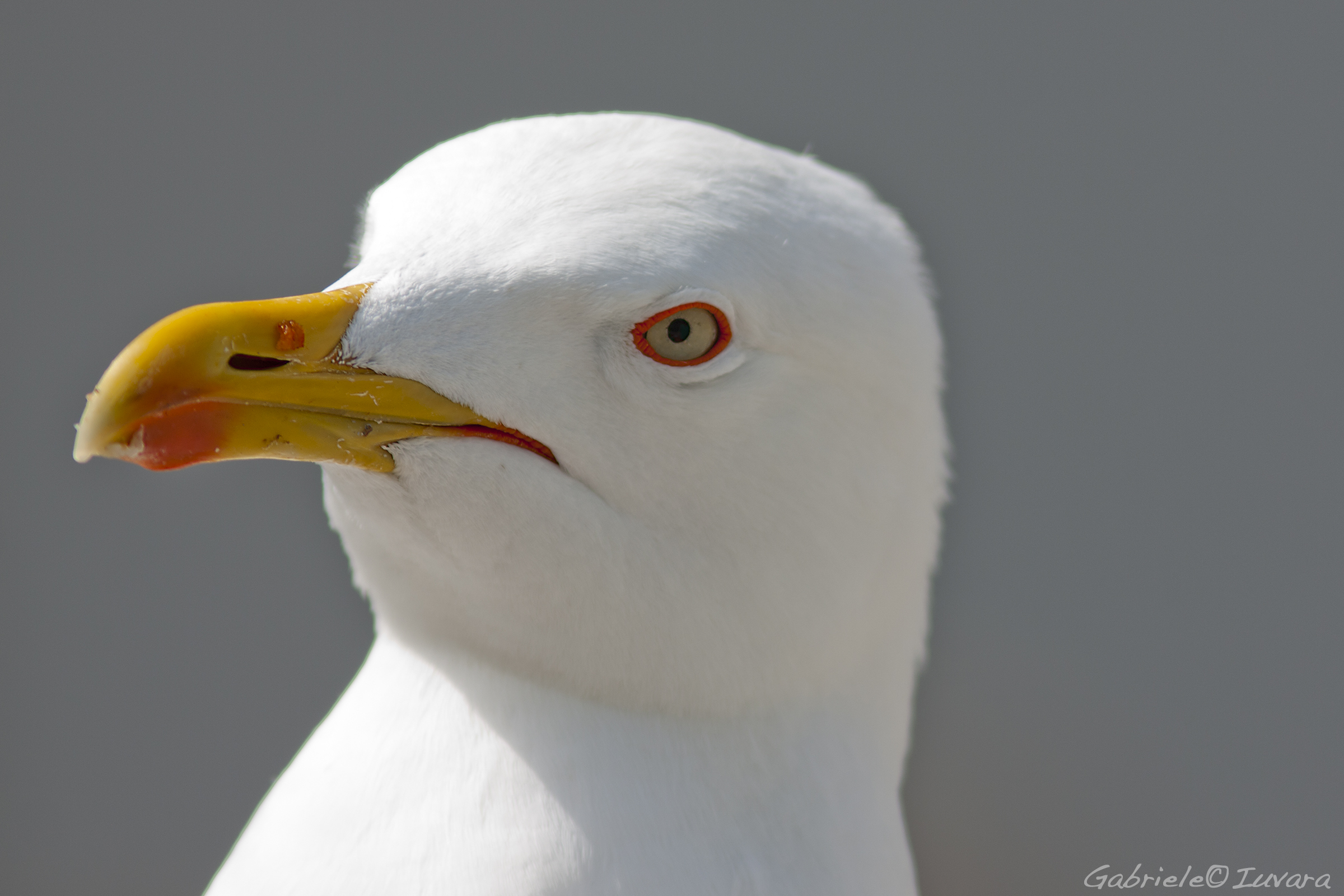 Portrait of a Seagull
