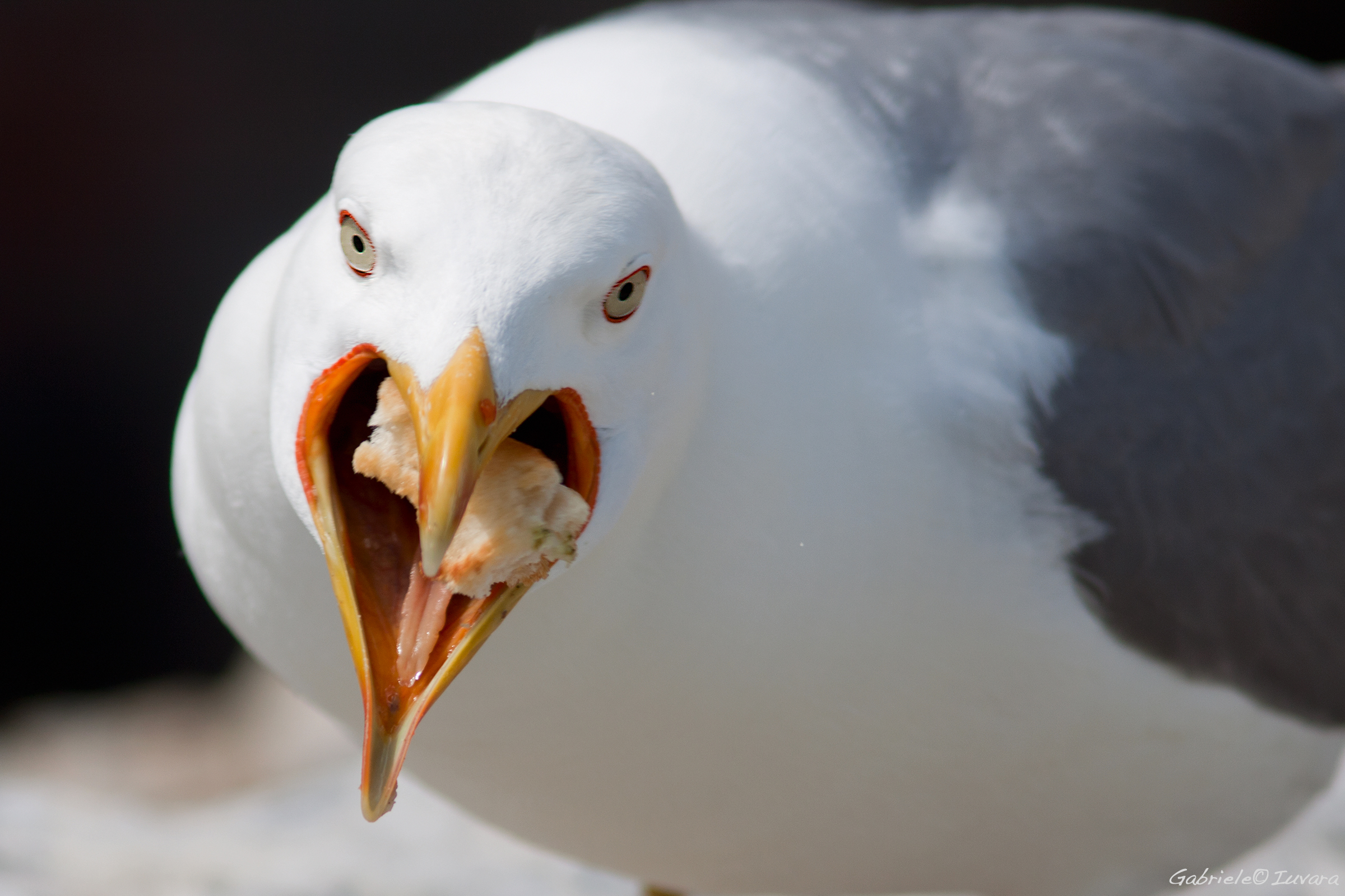 Greedy Seagull