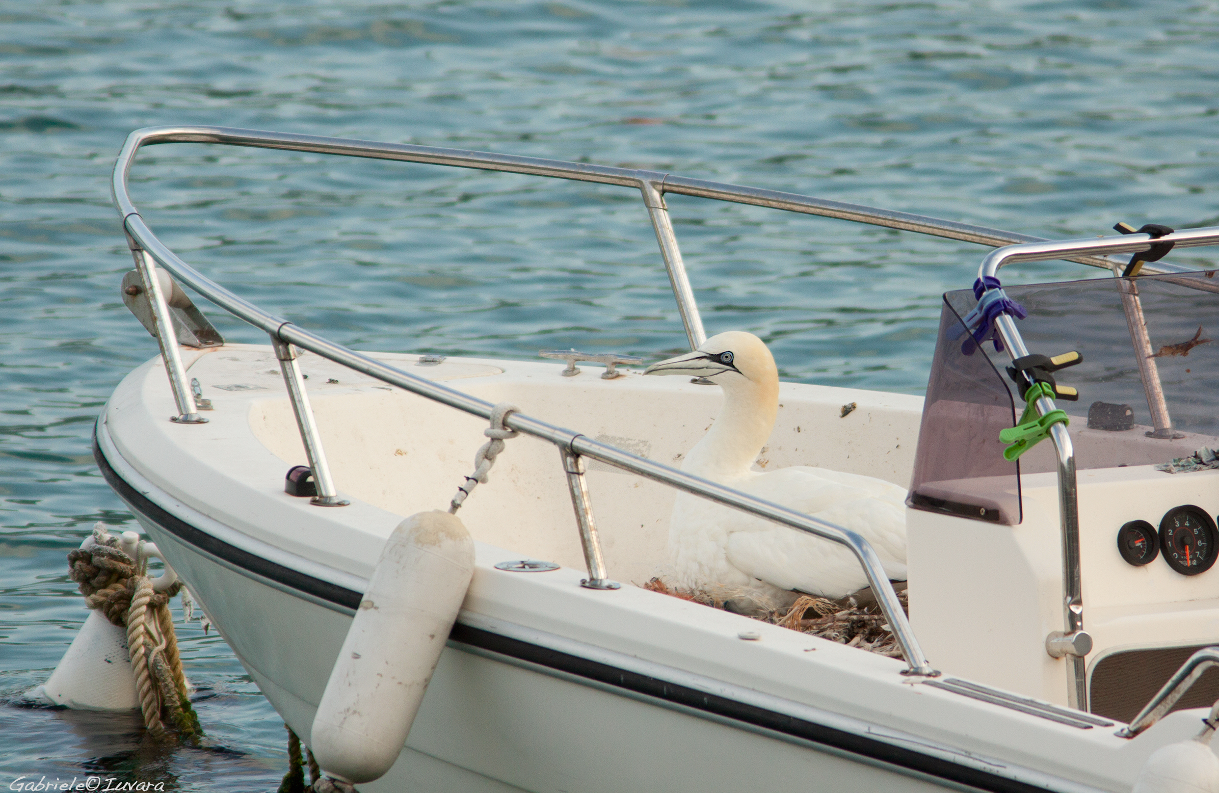 A booby which has nested in boat