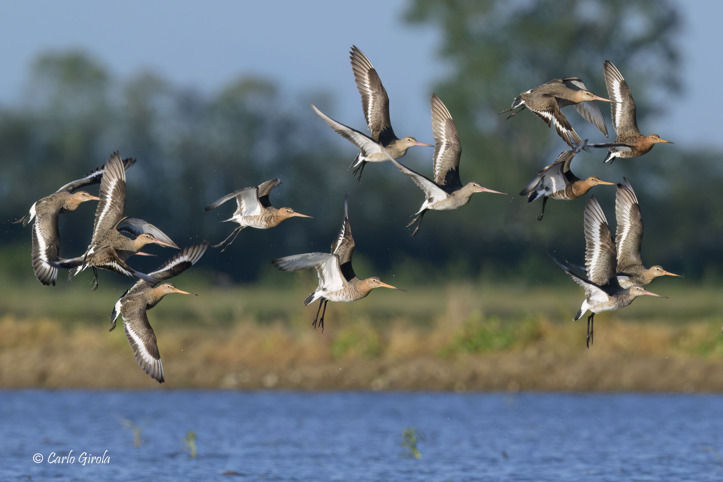 Pittime reale (Limosa limosa)