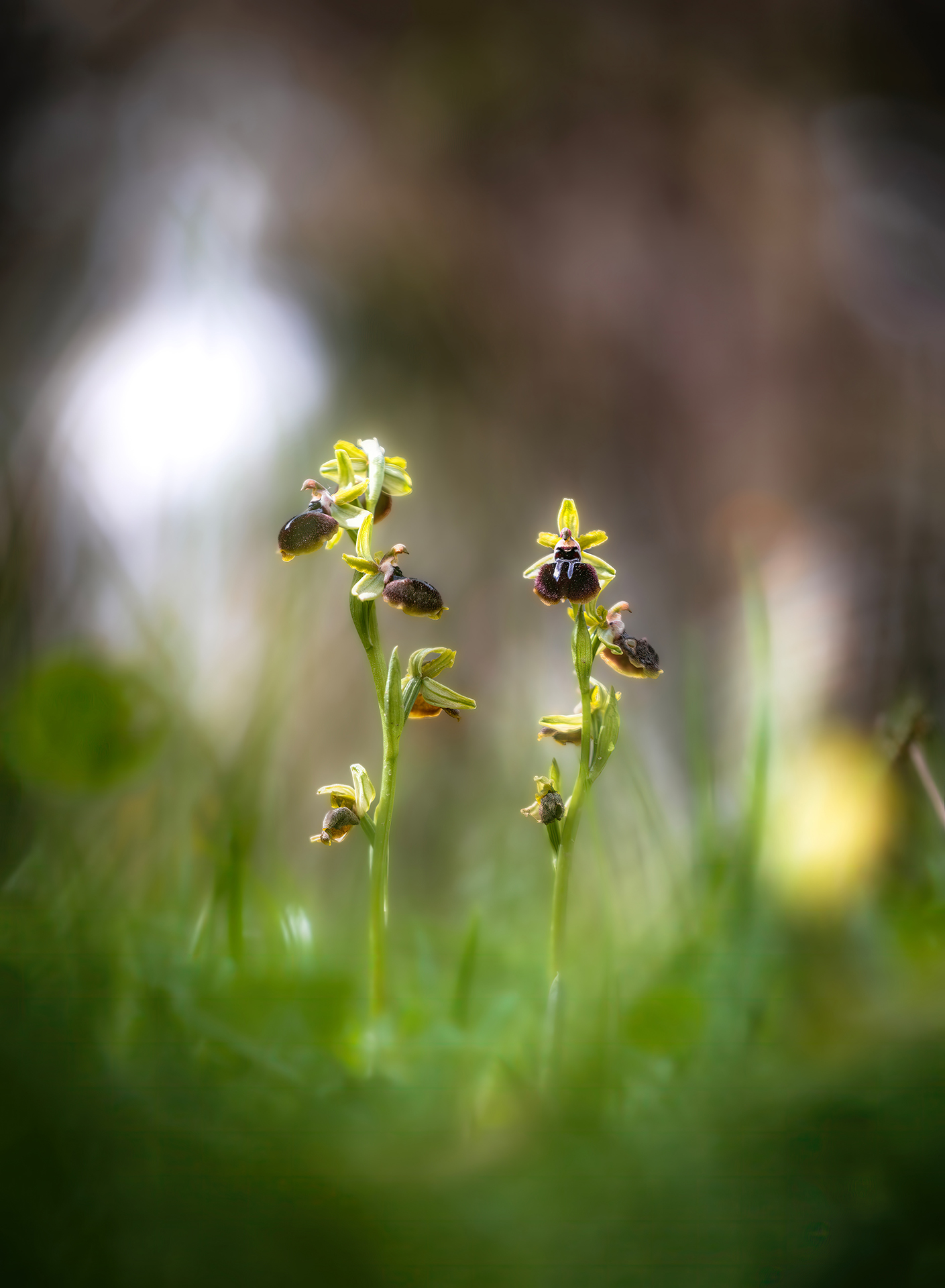 Ophrys Sphegodes