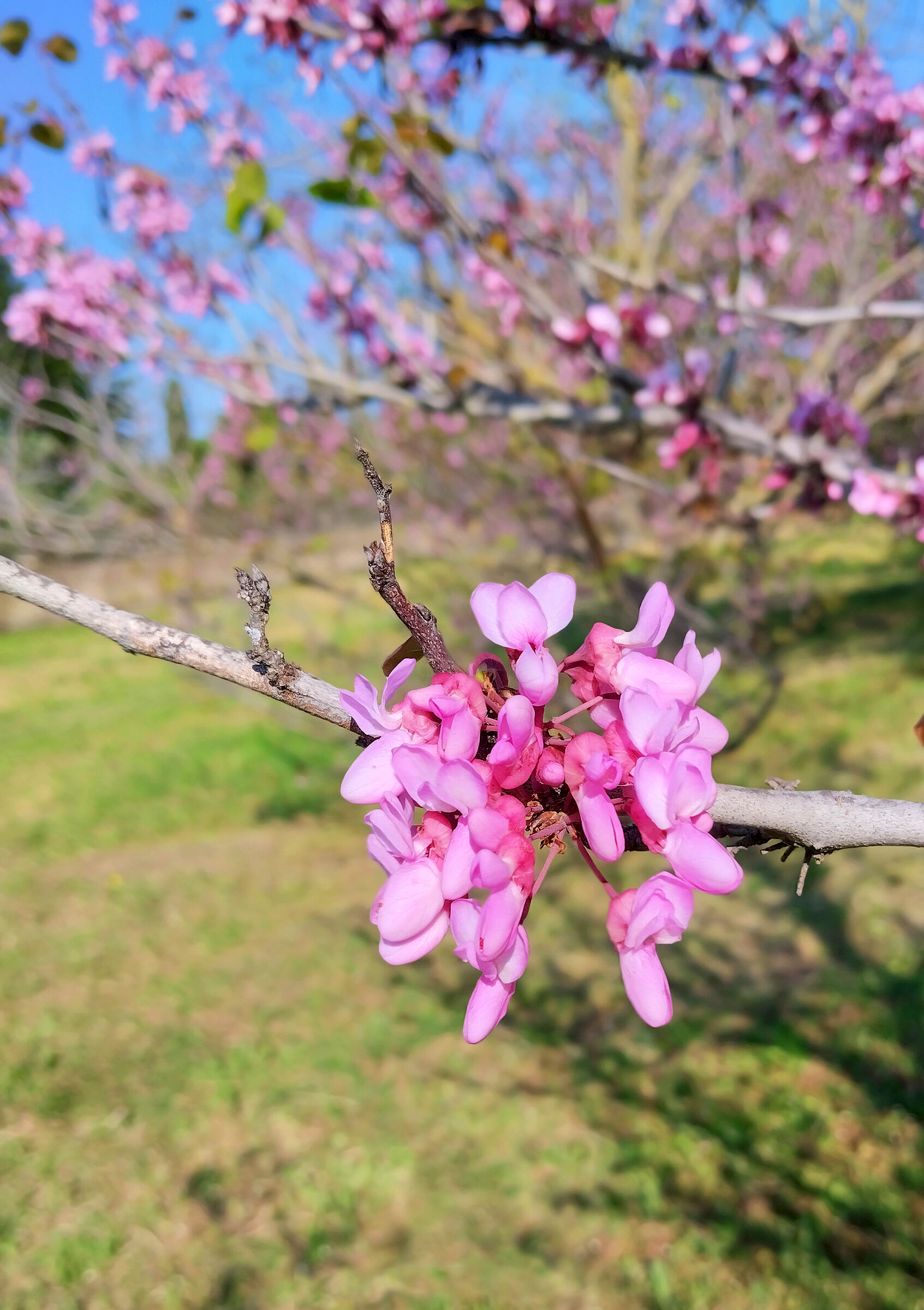 Primavera