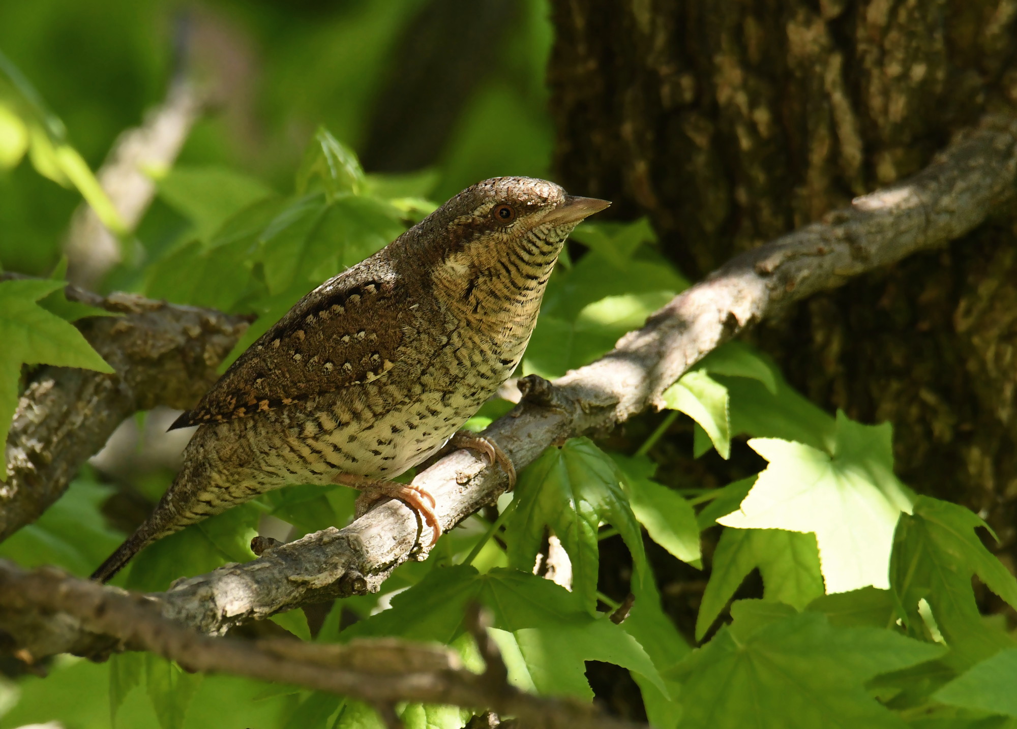 WRYNECK