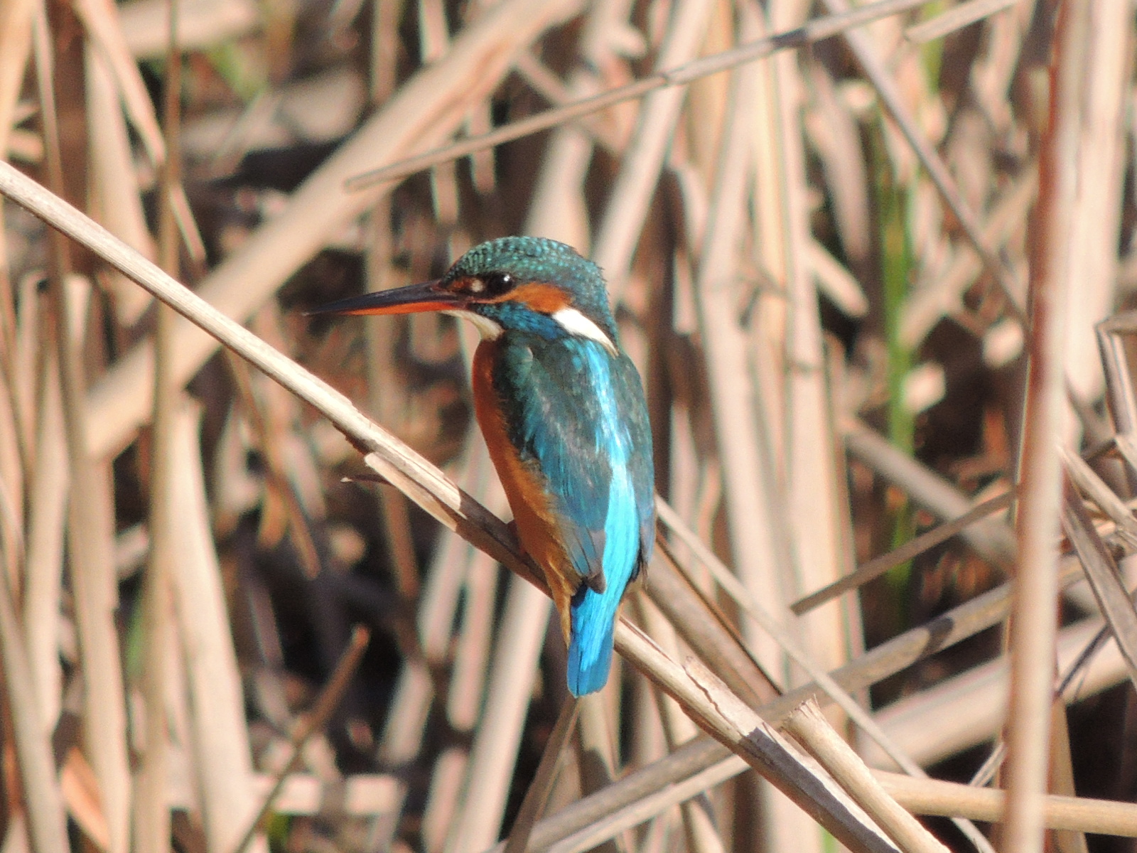 Kingfisher