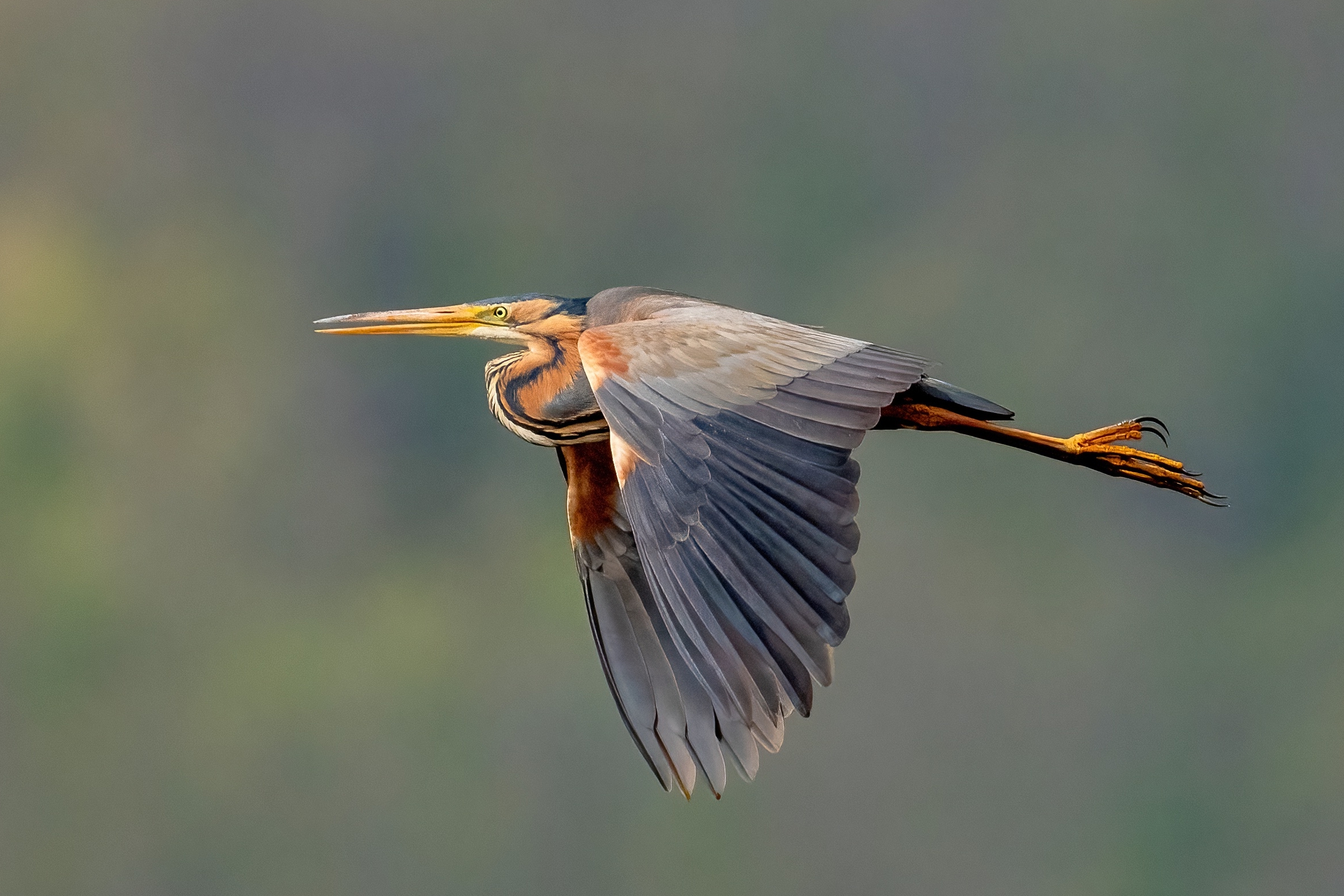 Airone rosso (Ardea purpurea)