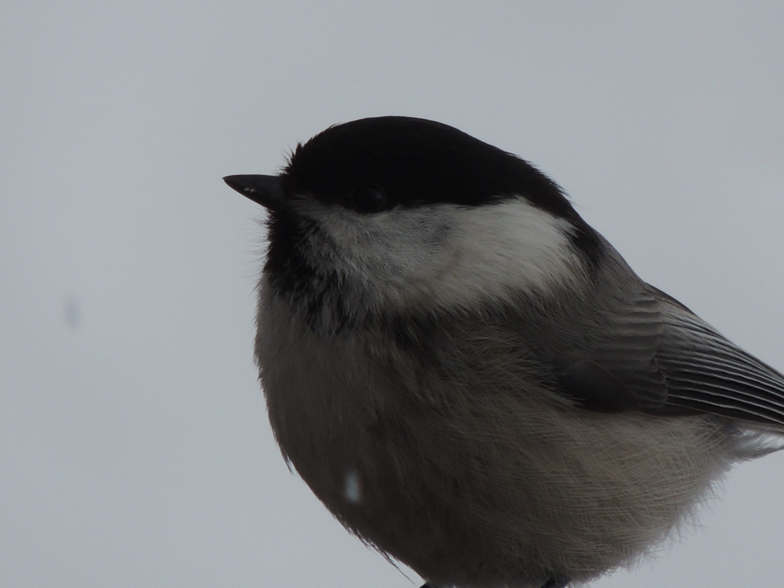 Chickadee