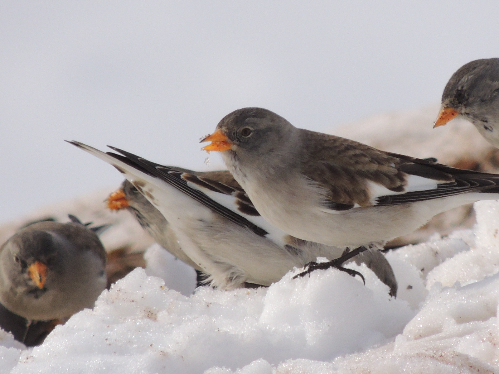 Snowfinch