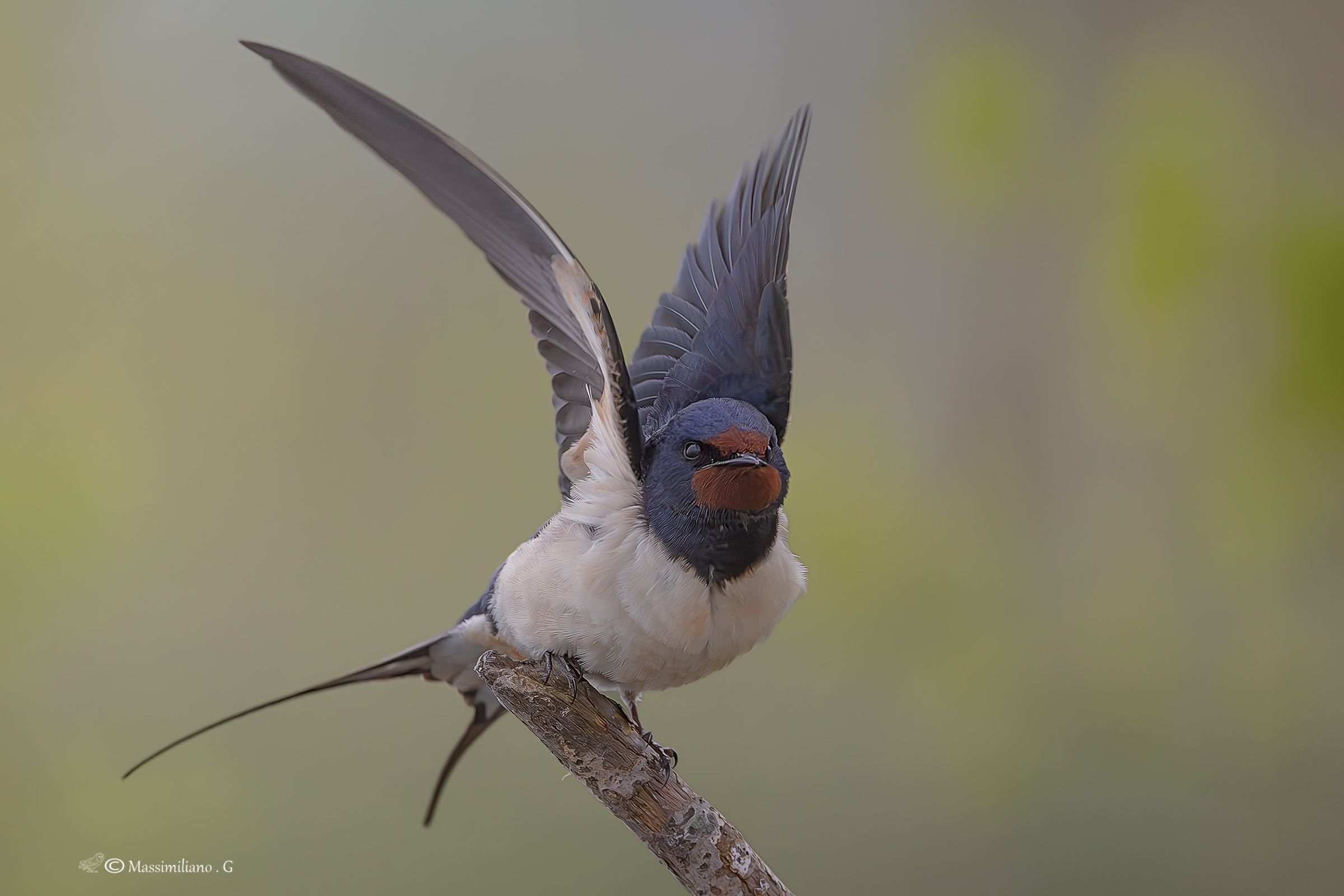 Swallow