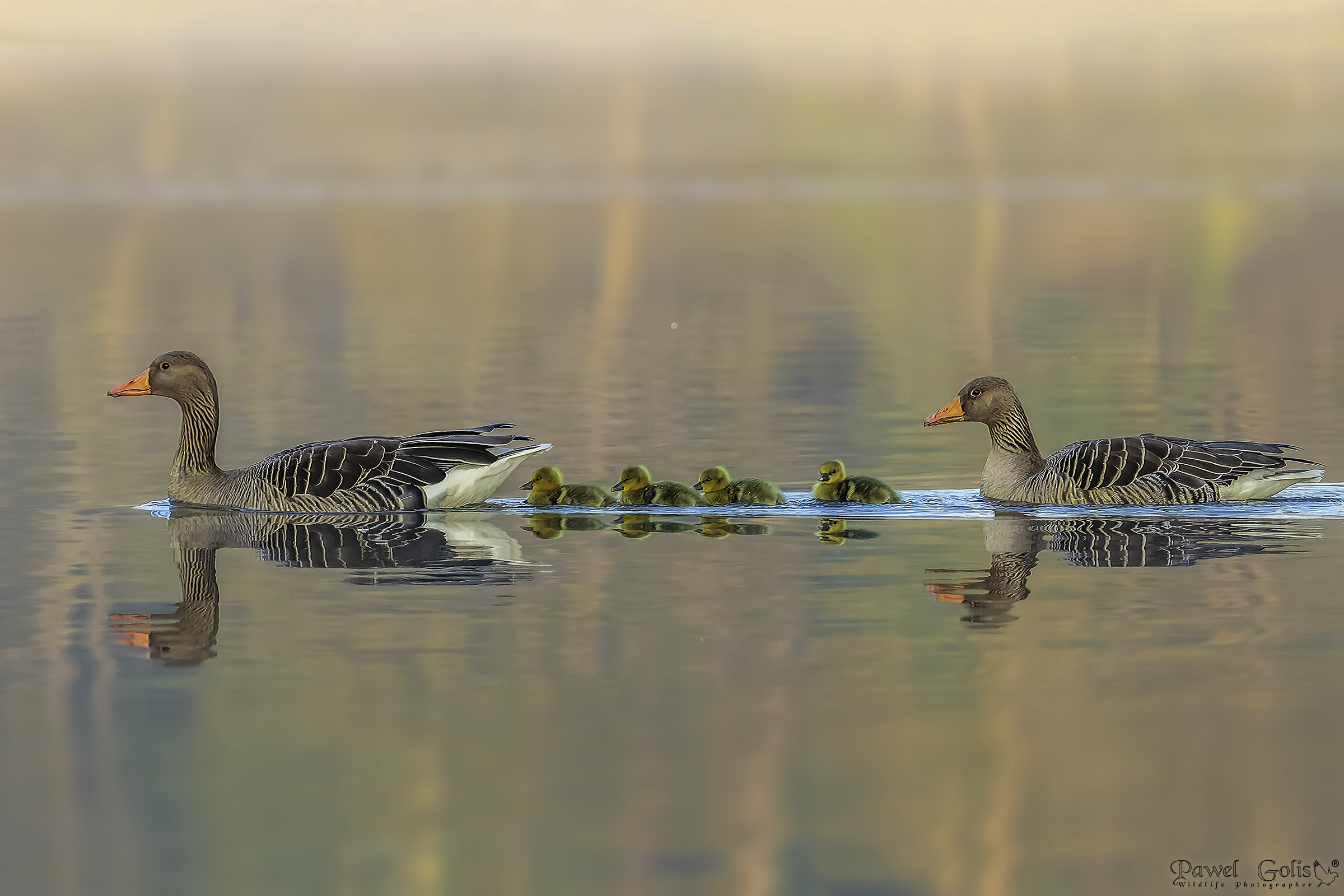 Oca selvatica (Anser anser)