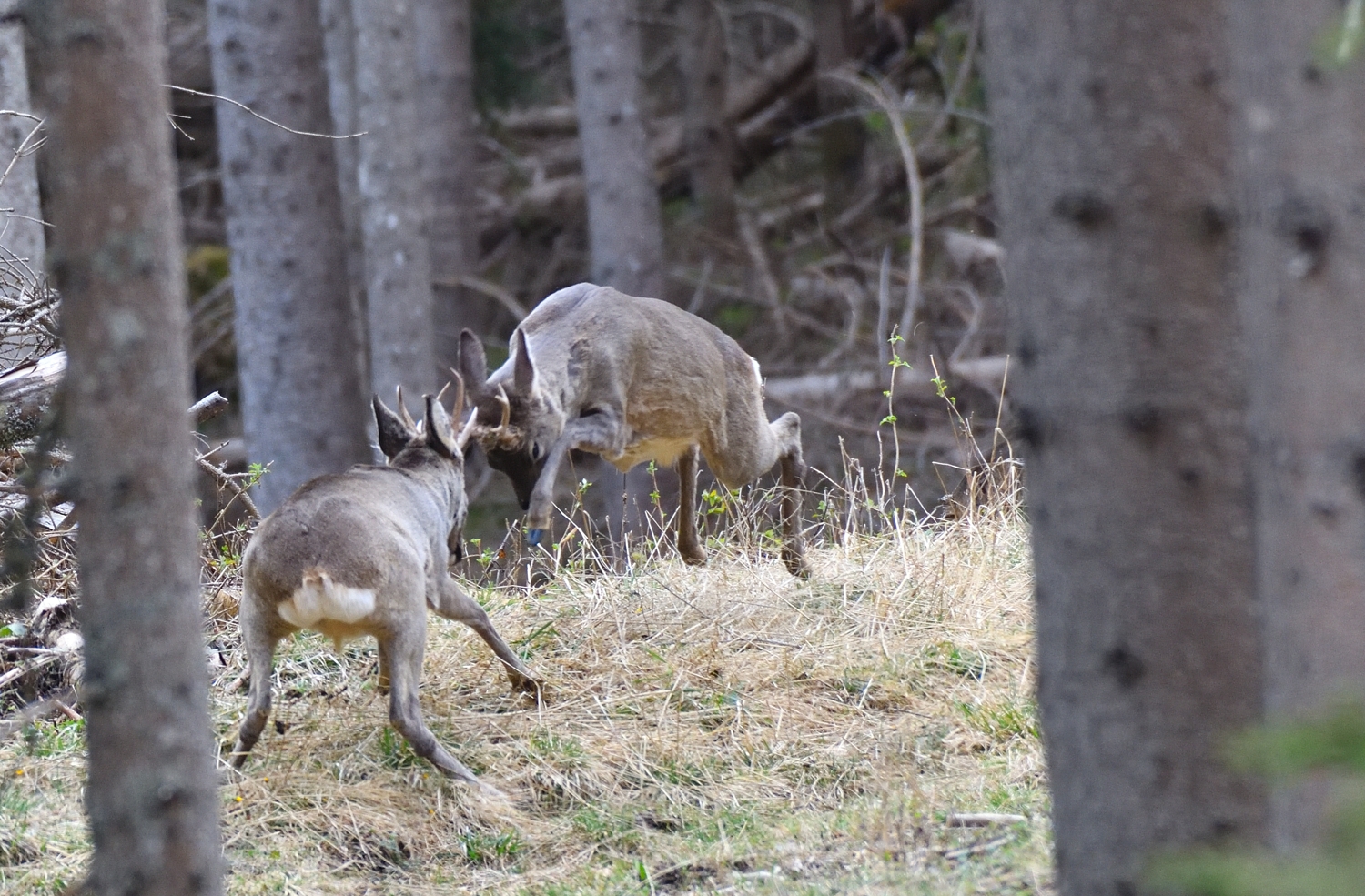 Roe deer fighting