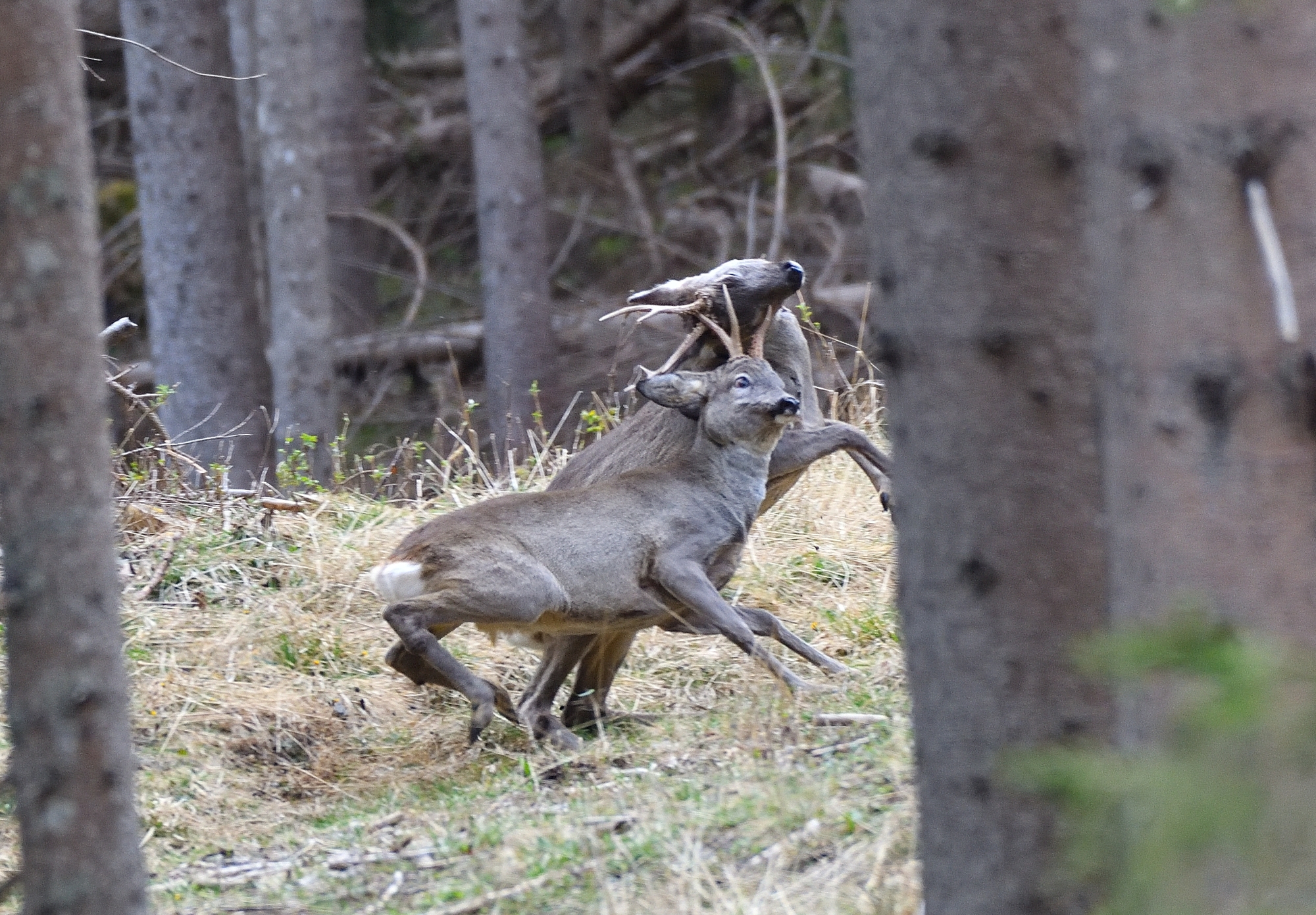 combattimento tra caprioli