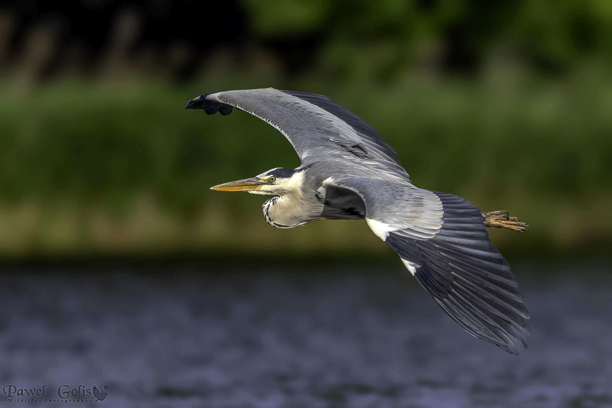 Airone cenerino (Ardea cinerea) v2