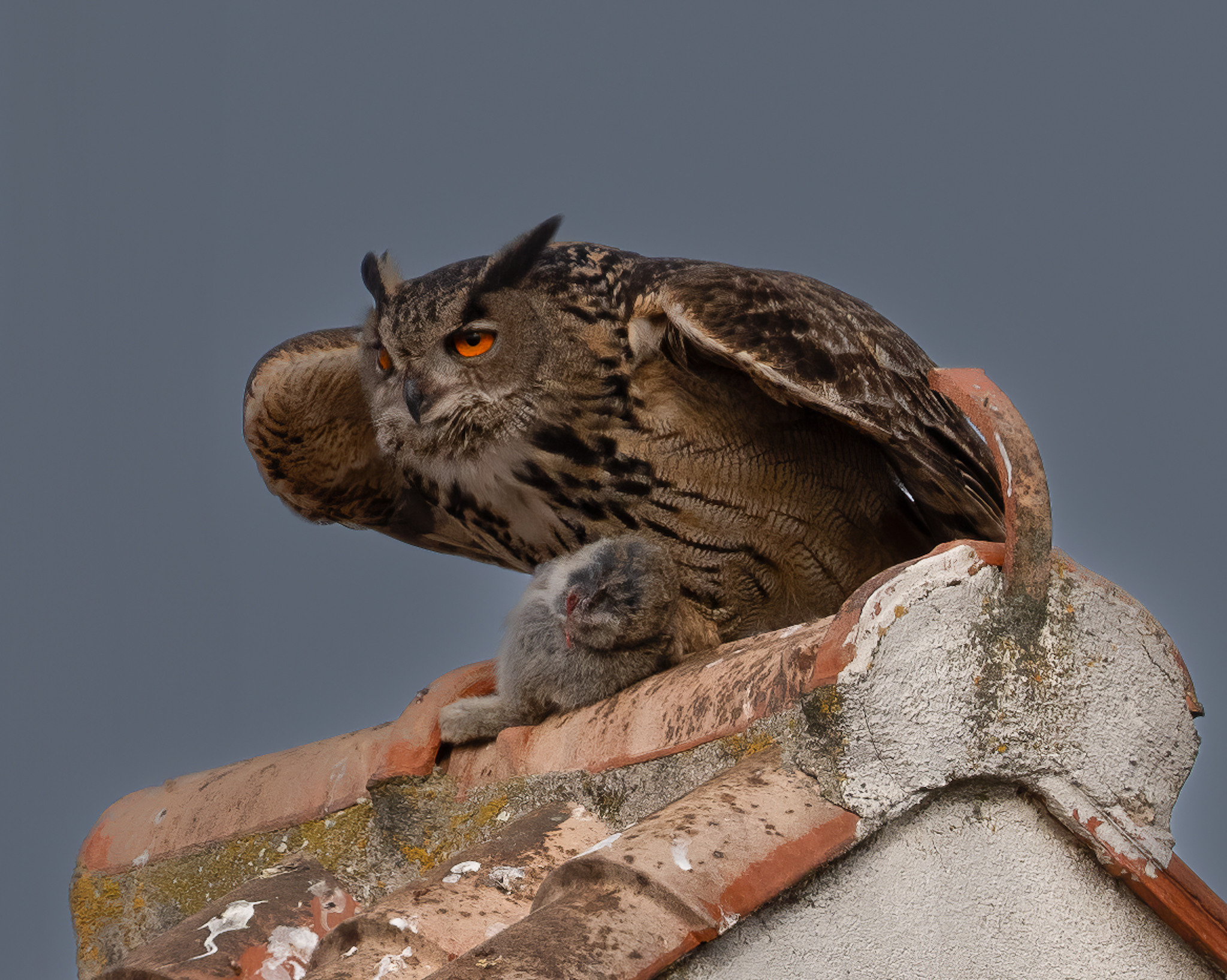 Eagle owl with prey