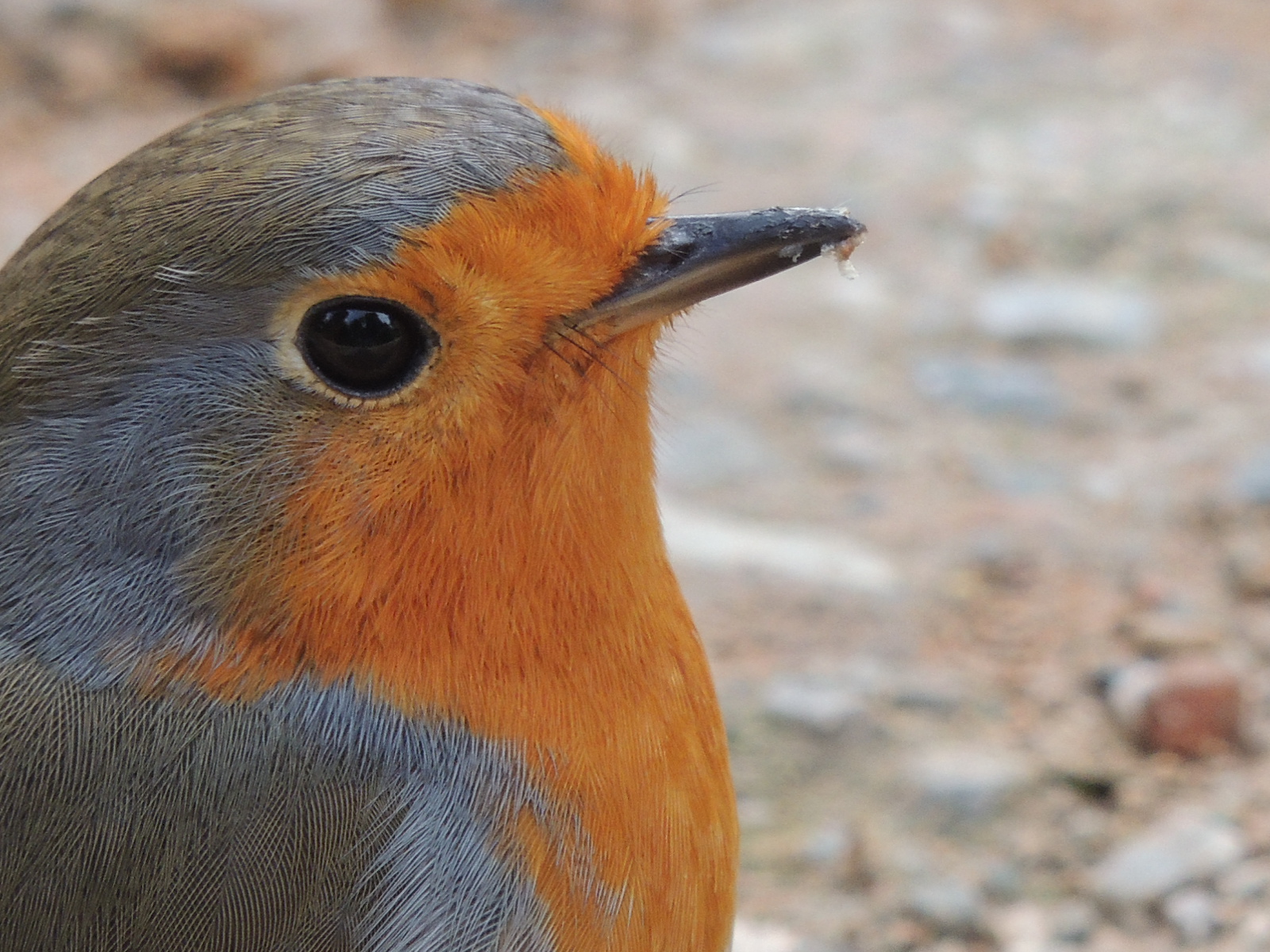 Portrait of Robin
