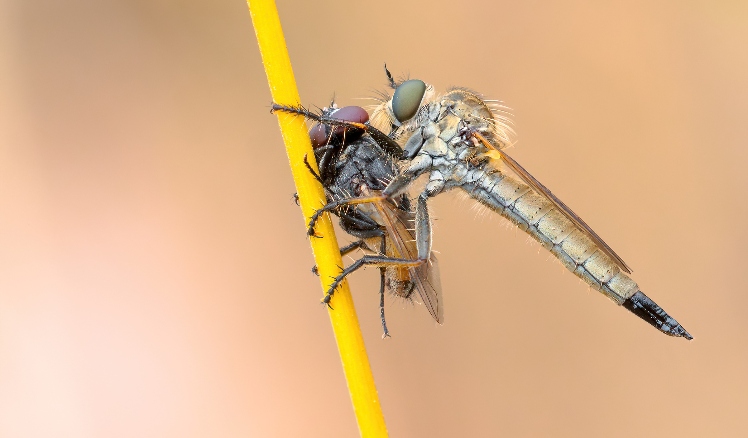 robber fly