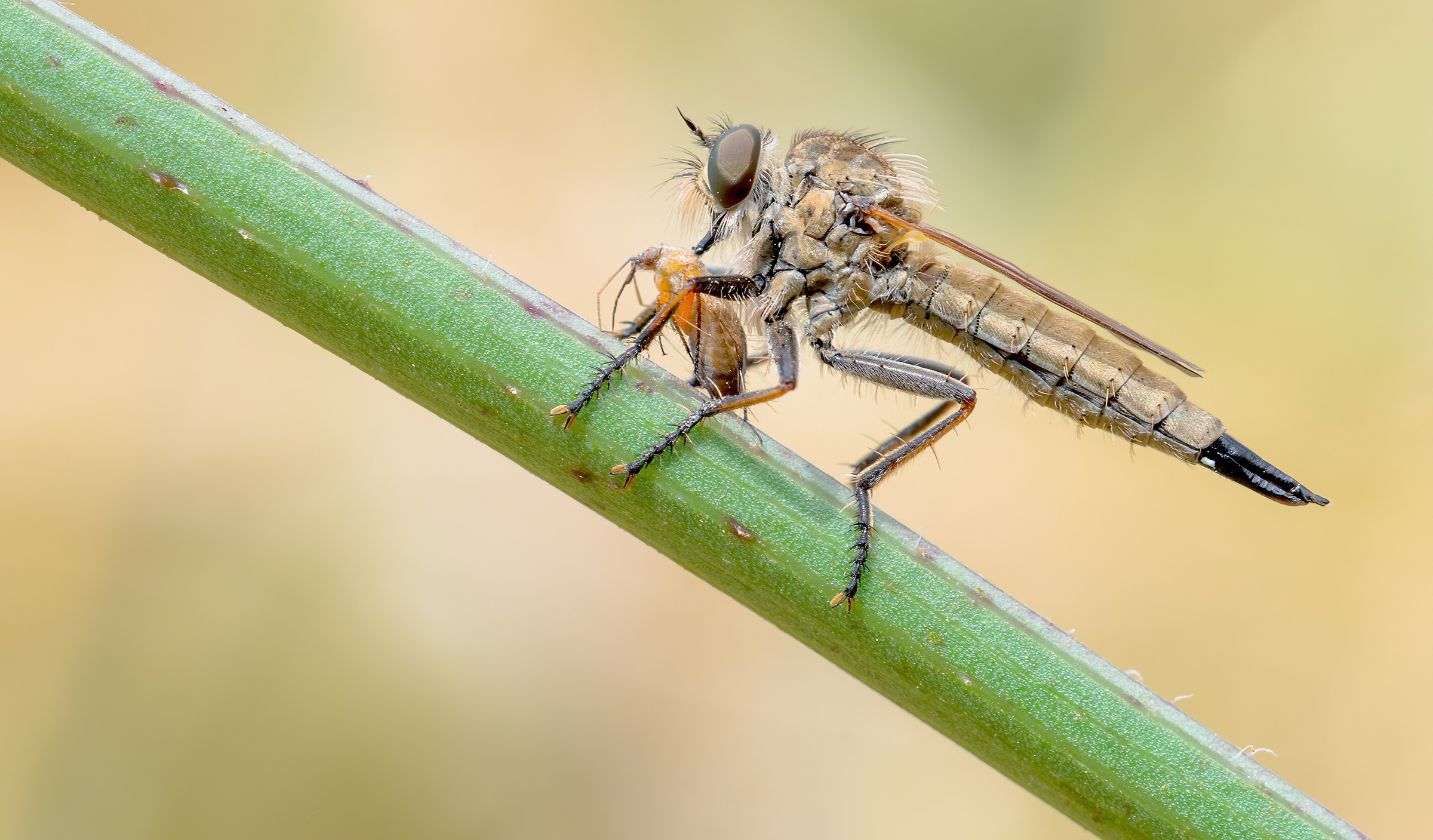 robber fly