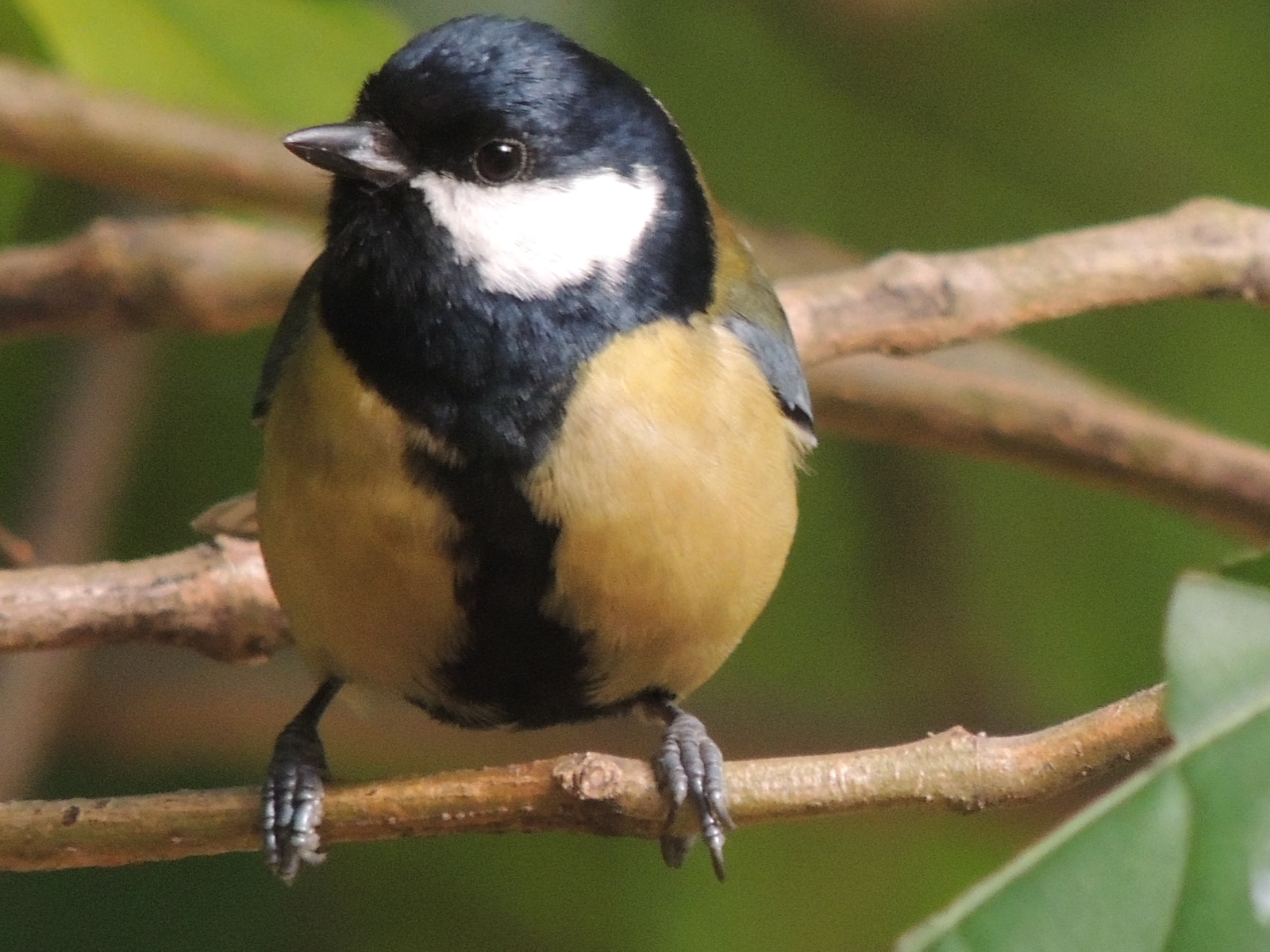 Great Tit
