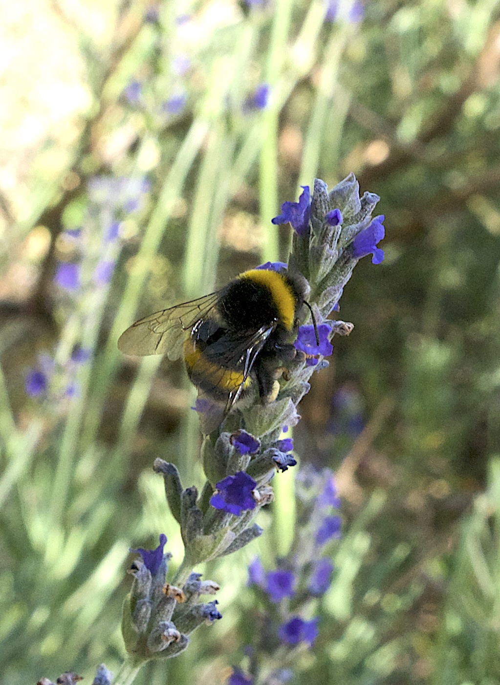 BUMBLEBEE! (with slight improvements)