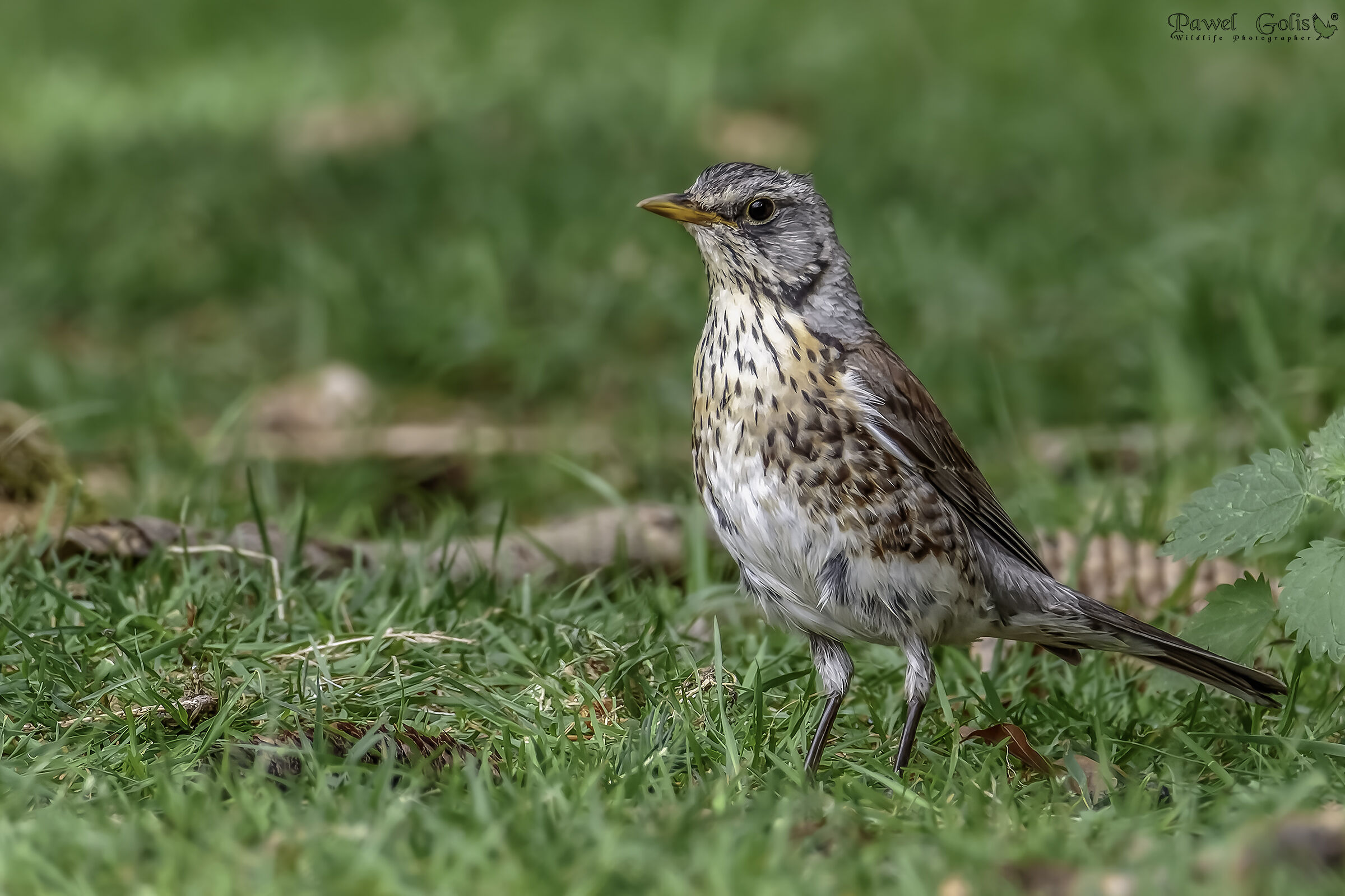 Tordo bottaccio (Turdus philomelos)