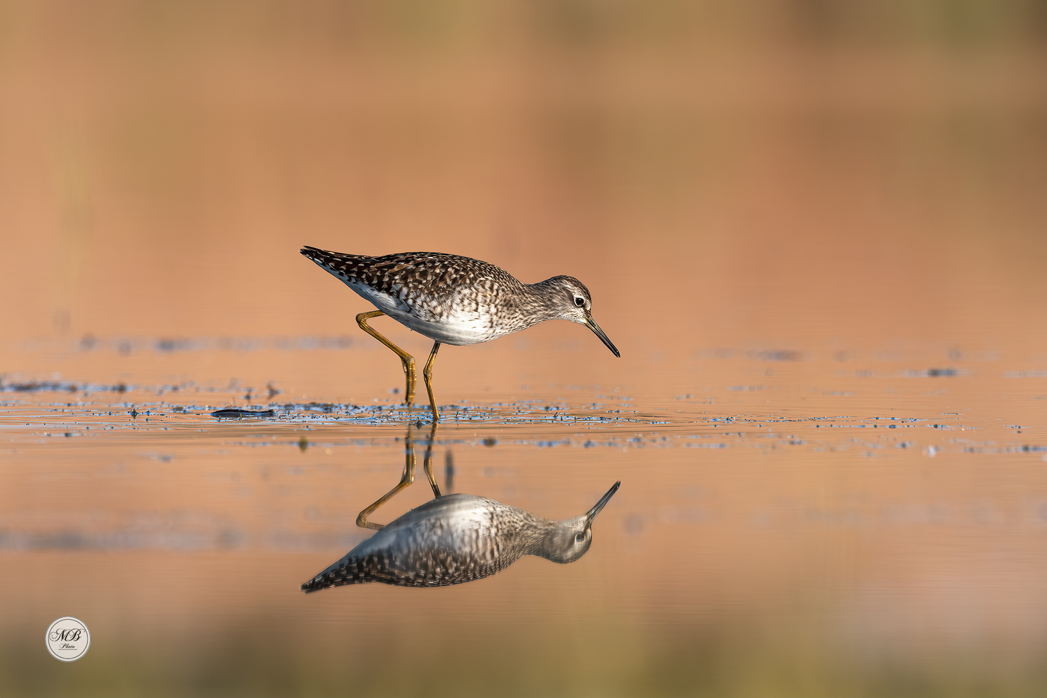 Wood Sandpiper