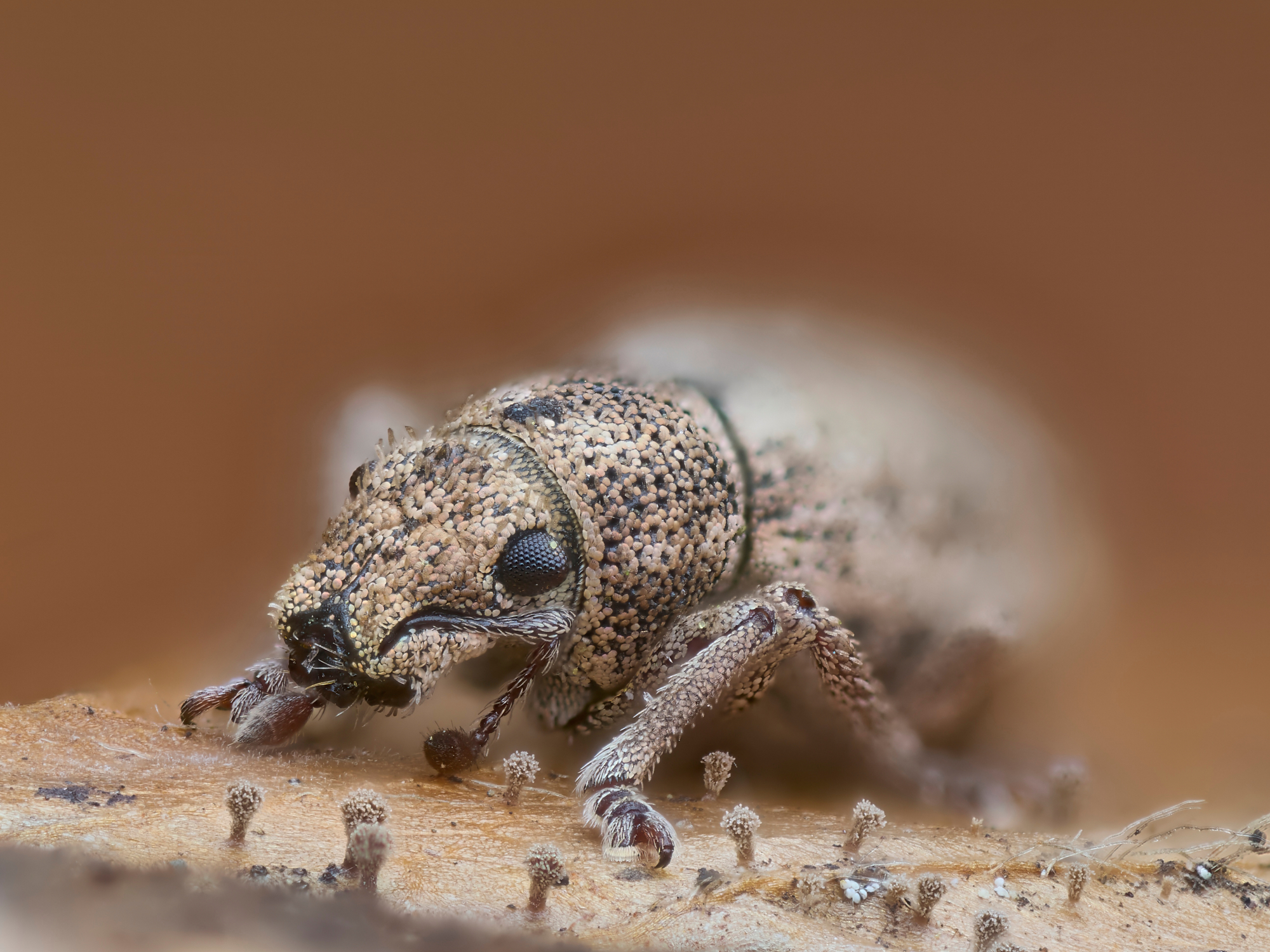 Strophosoma capitatum