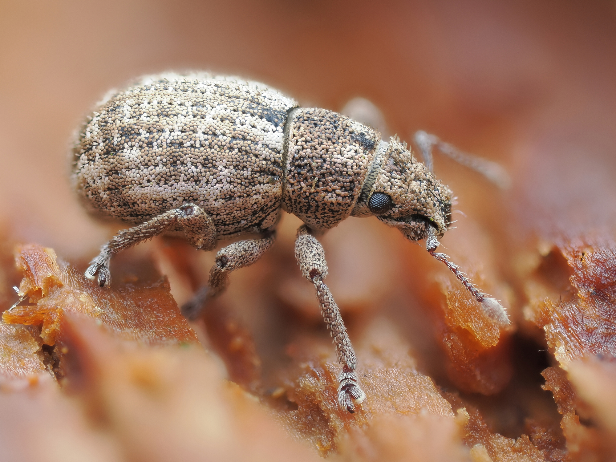Strophosoma capitatum