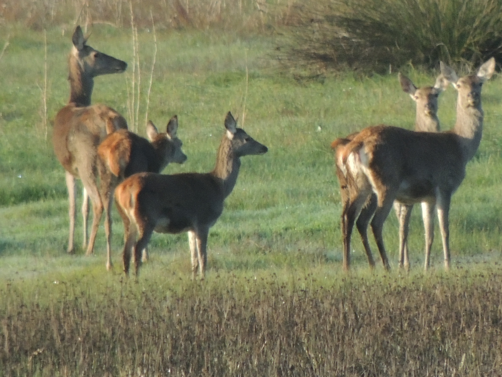 Herd of red deer
