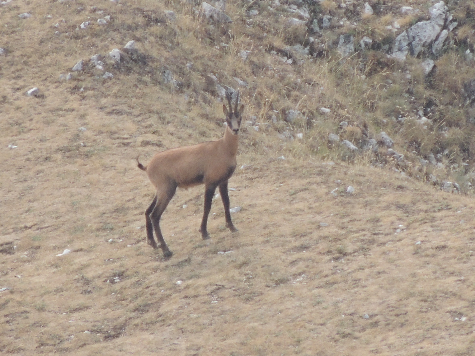 Chamois d 'Abruzzo