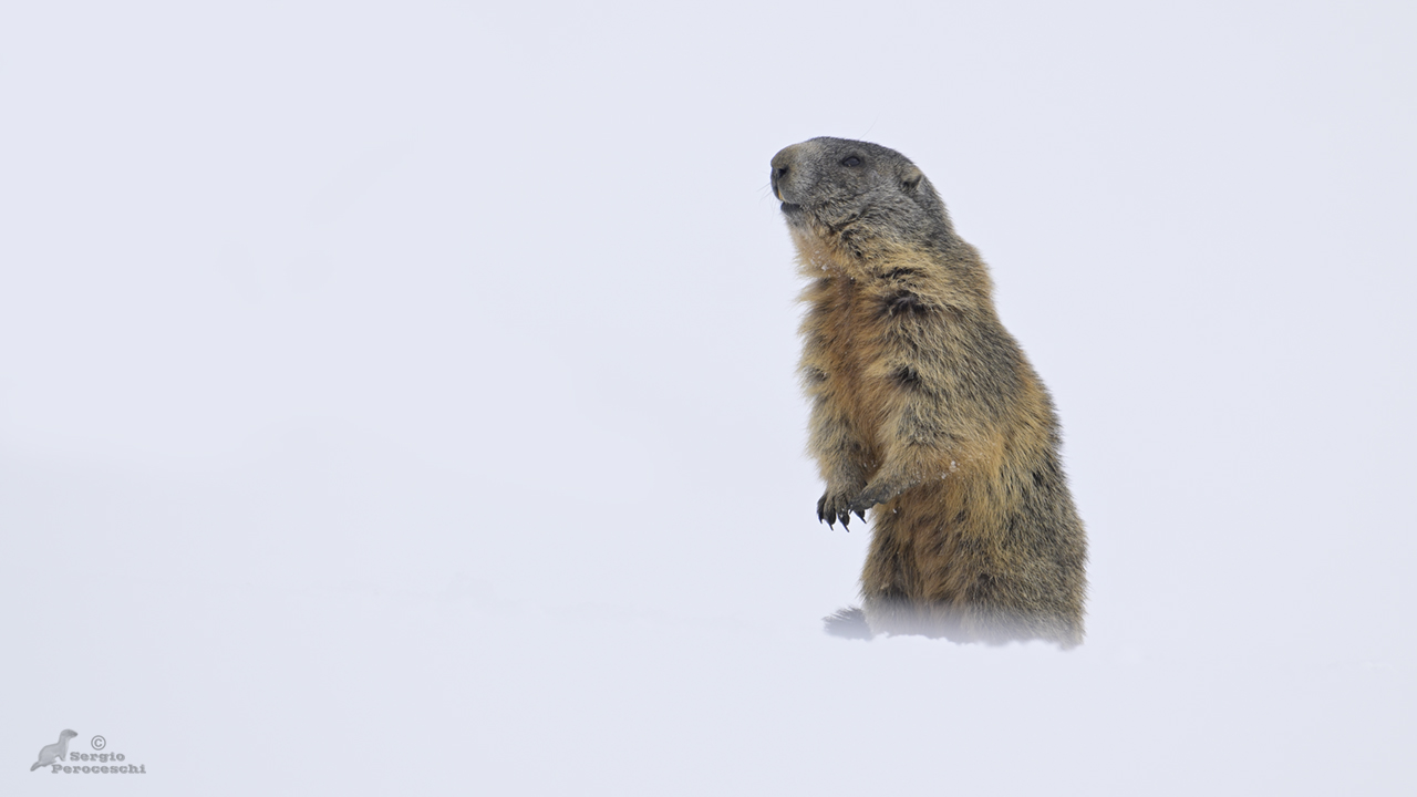 Marmotta nel bianco.