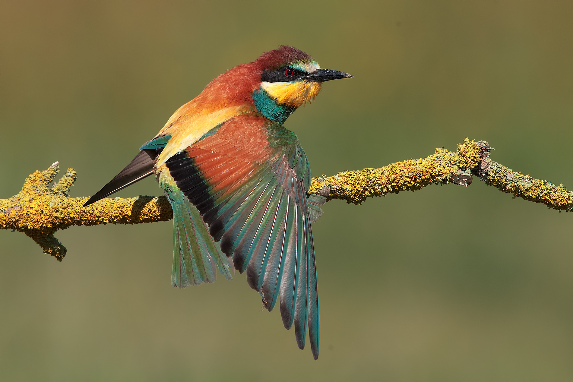 bee-eater: the range