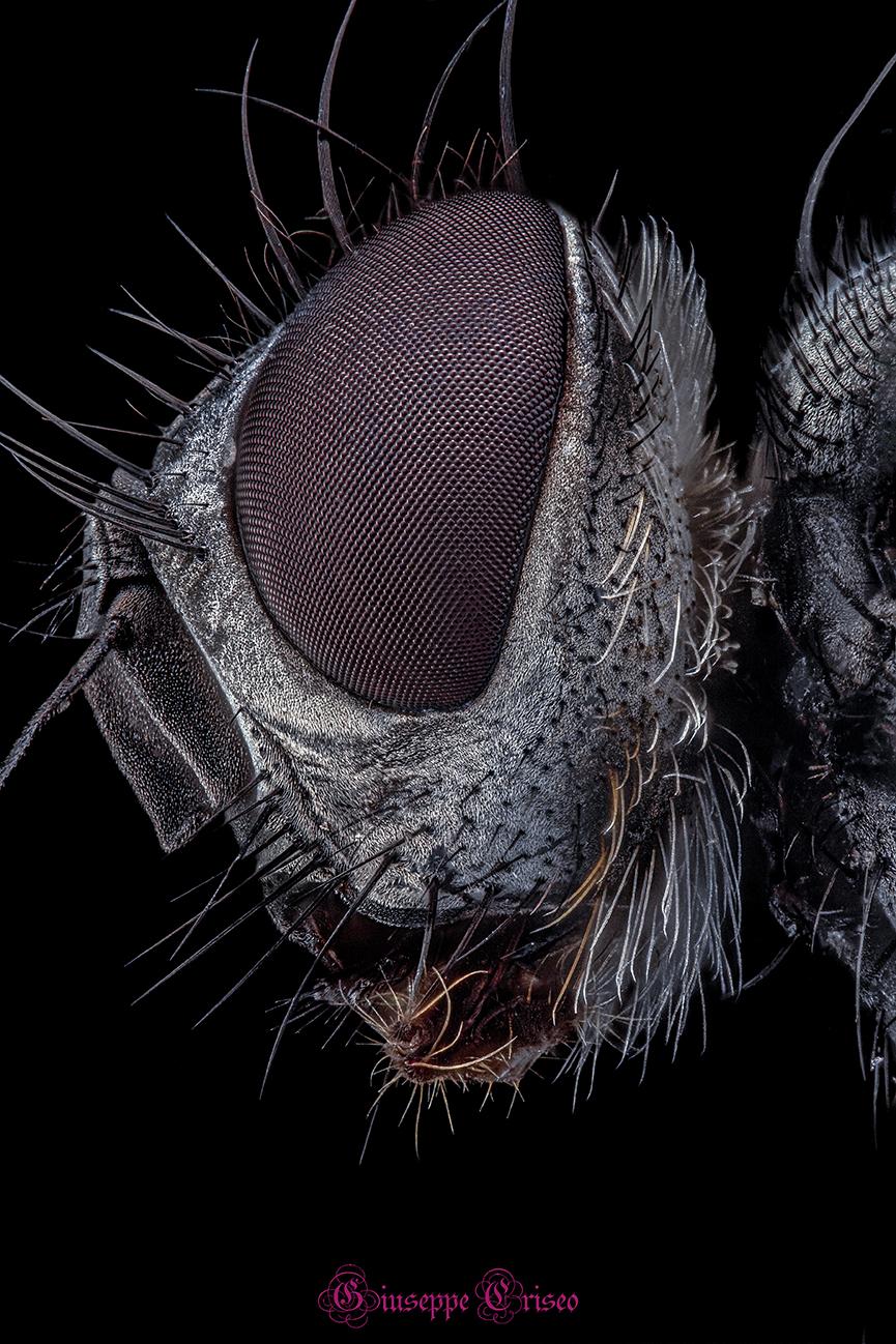 Diptera