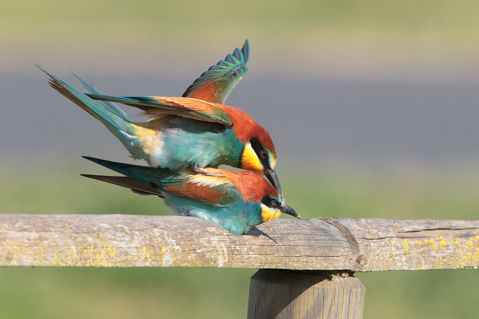 gruccione. l'accoppiamento