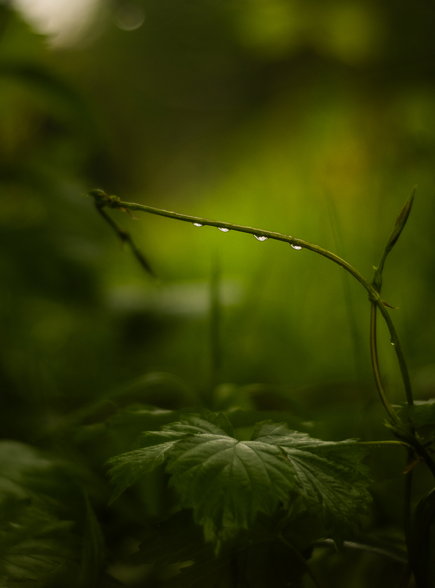 Undergrowth