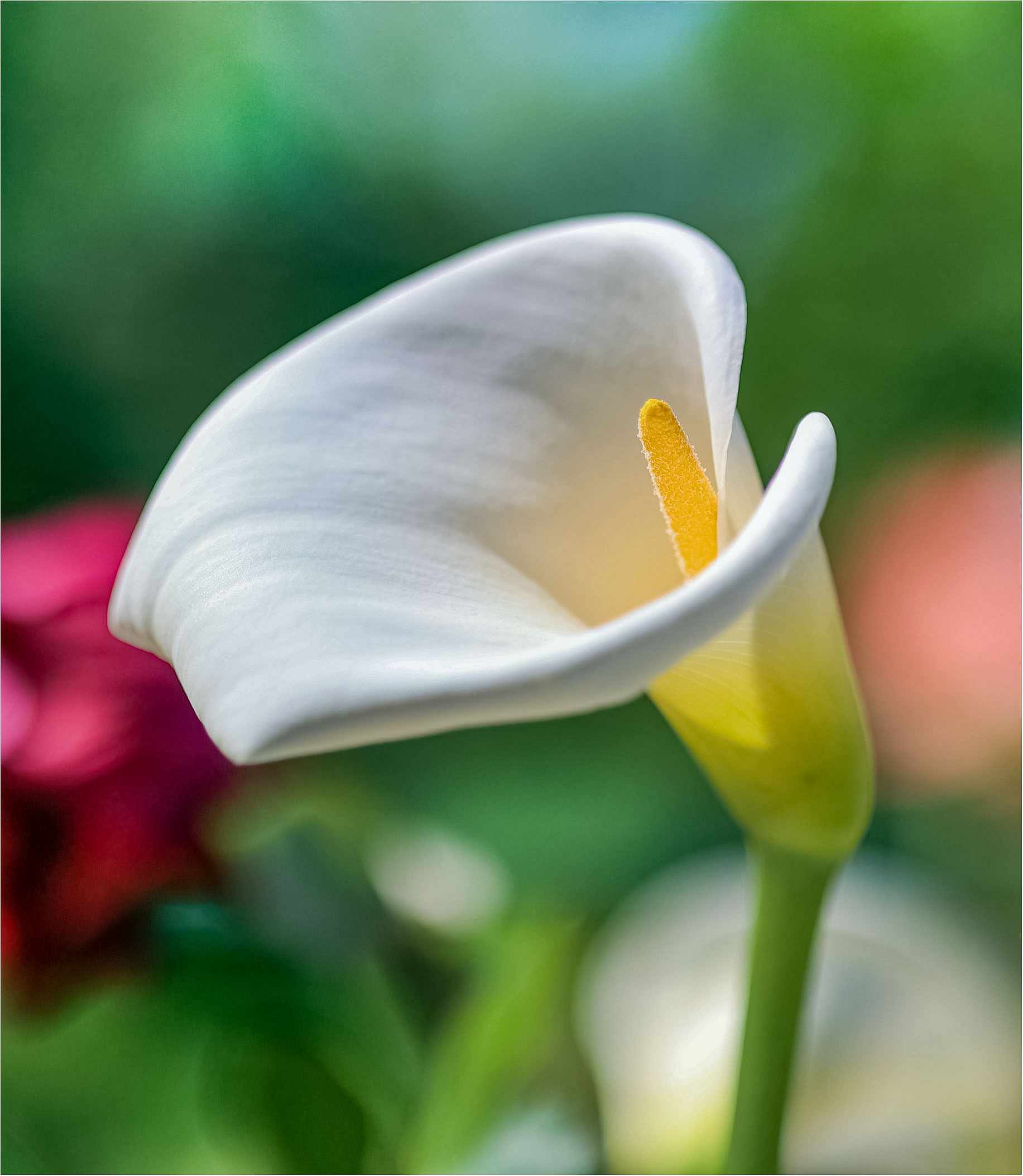 Romantic Flowers: Calla Lily Meaning