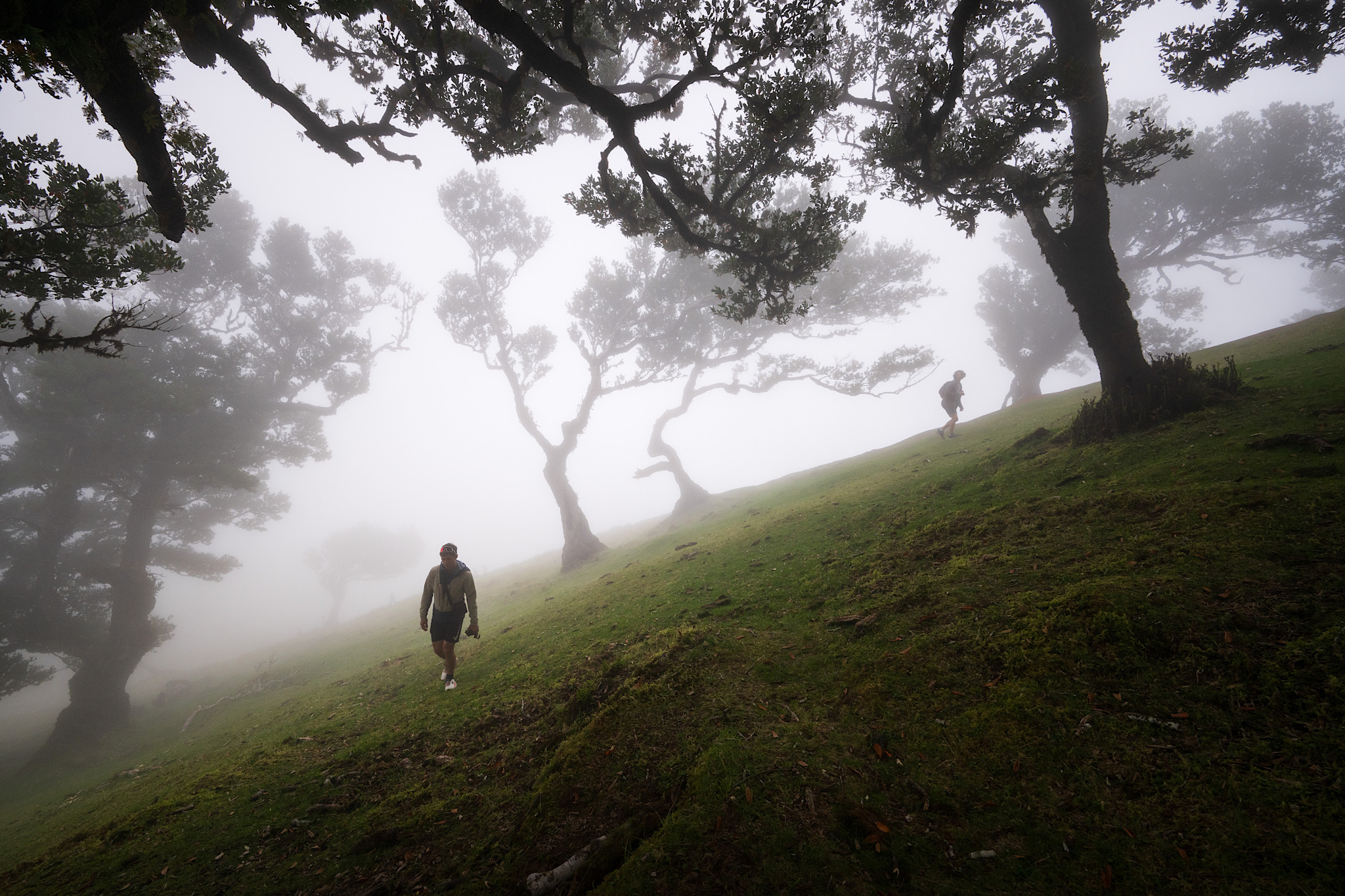 Viandanti nel mare di nebbia