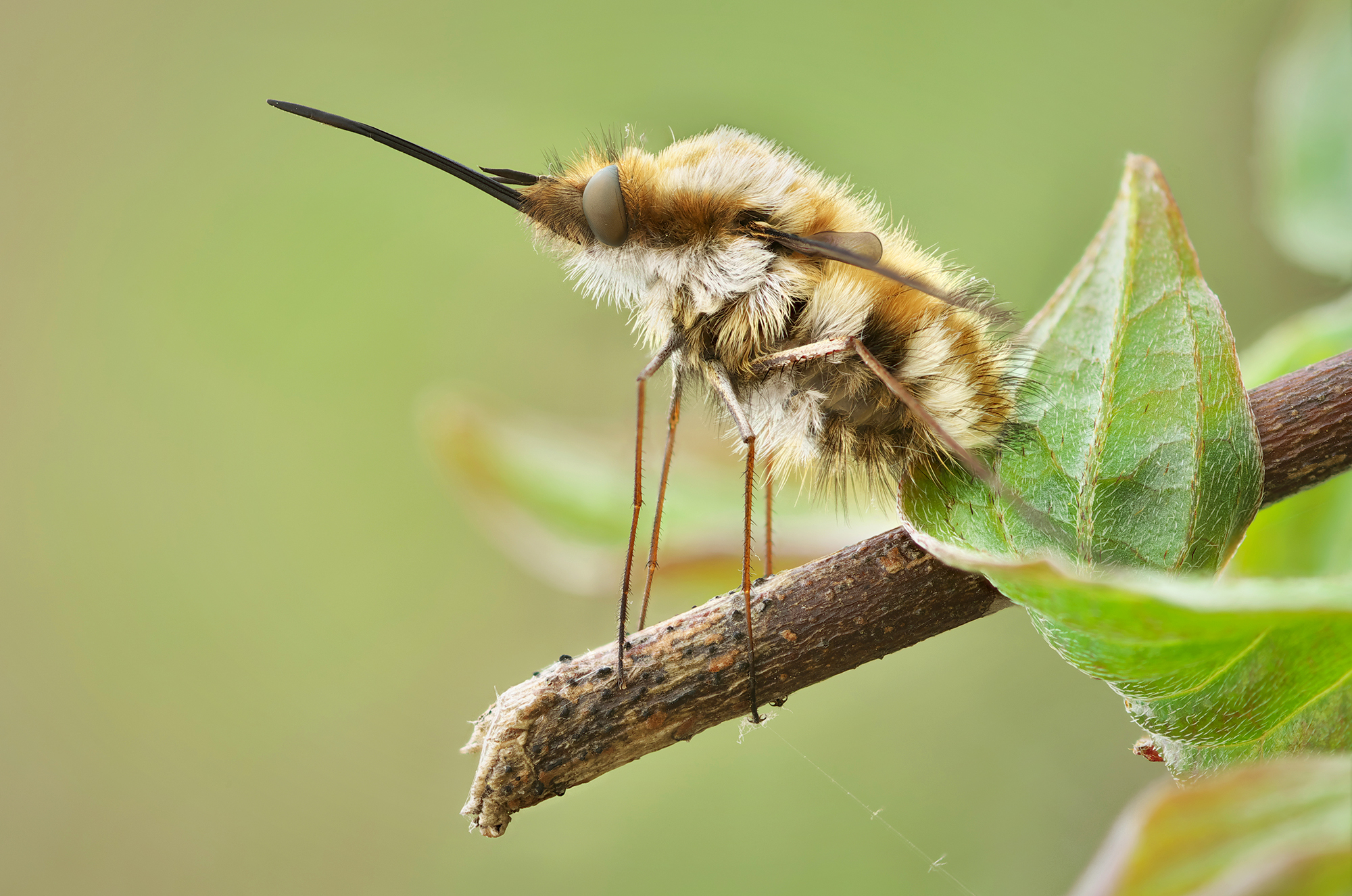Bombylius major